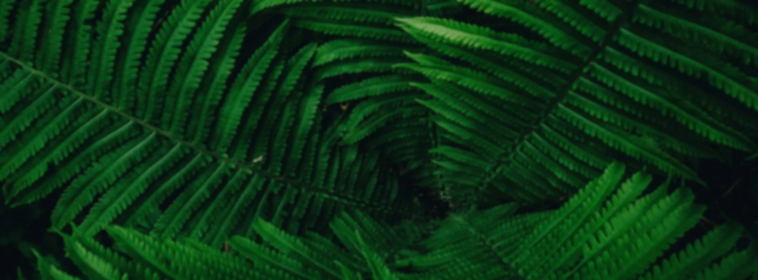 Close-up of green fern leaves layered and overlapping in a lush, natural setting.
