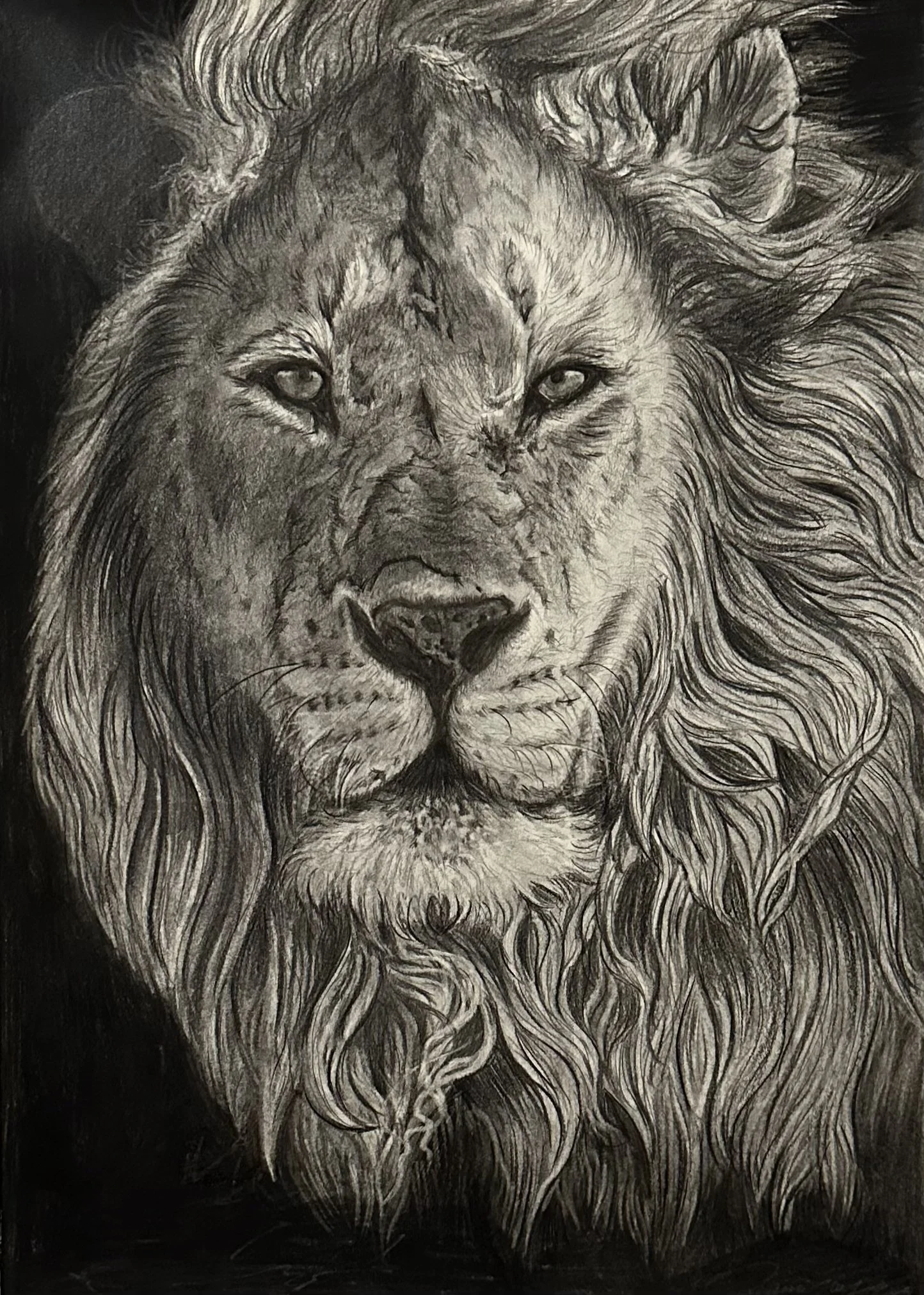 Black and white drawing of a lion's face with a detailed mane, looking directly at the viewer.