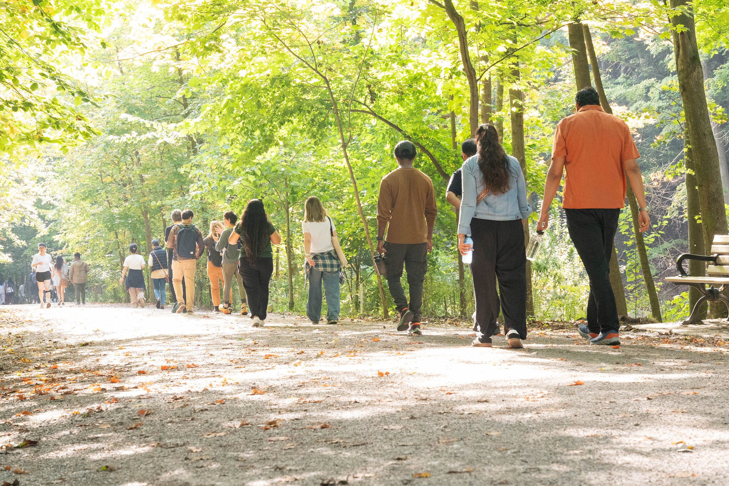 A group of diverse people walking along a tree-lined path in a park on a sunny day.