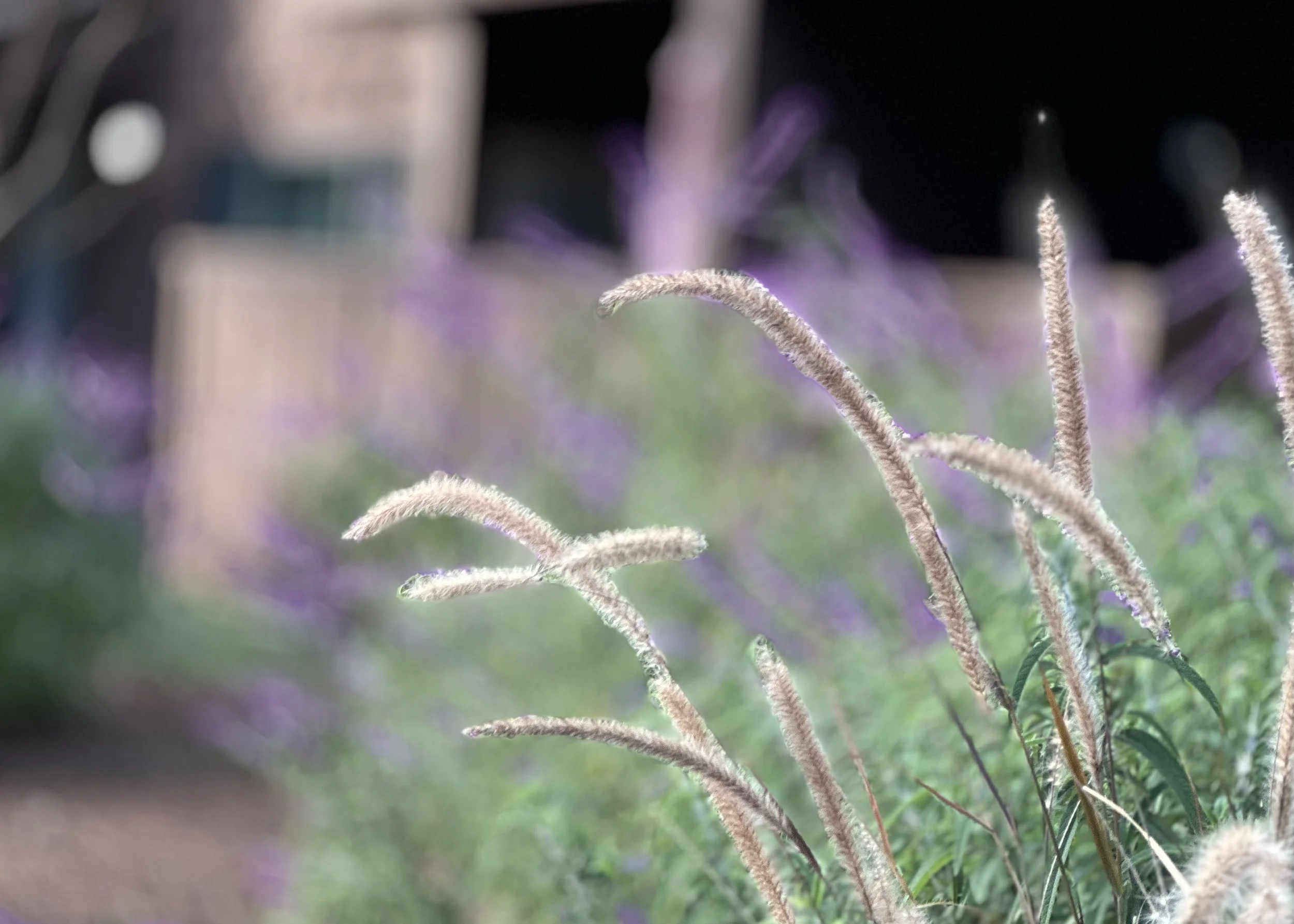 Close-up of fuzzy, elongated plant stems with a blurred background of purple flowers and green foliage.