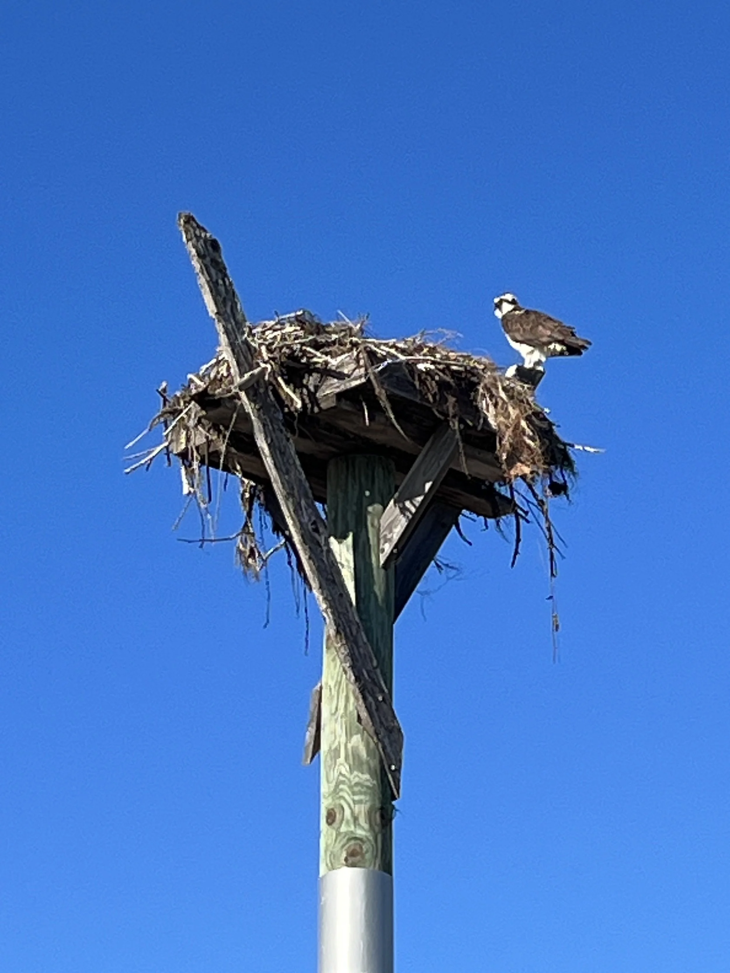 Osprey bird perched on a nest on top of a utility pole against a bright blue sky.