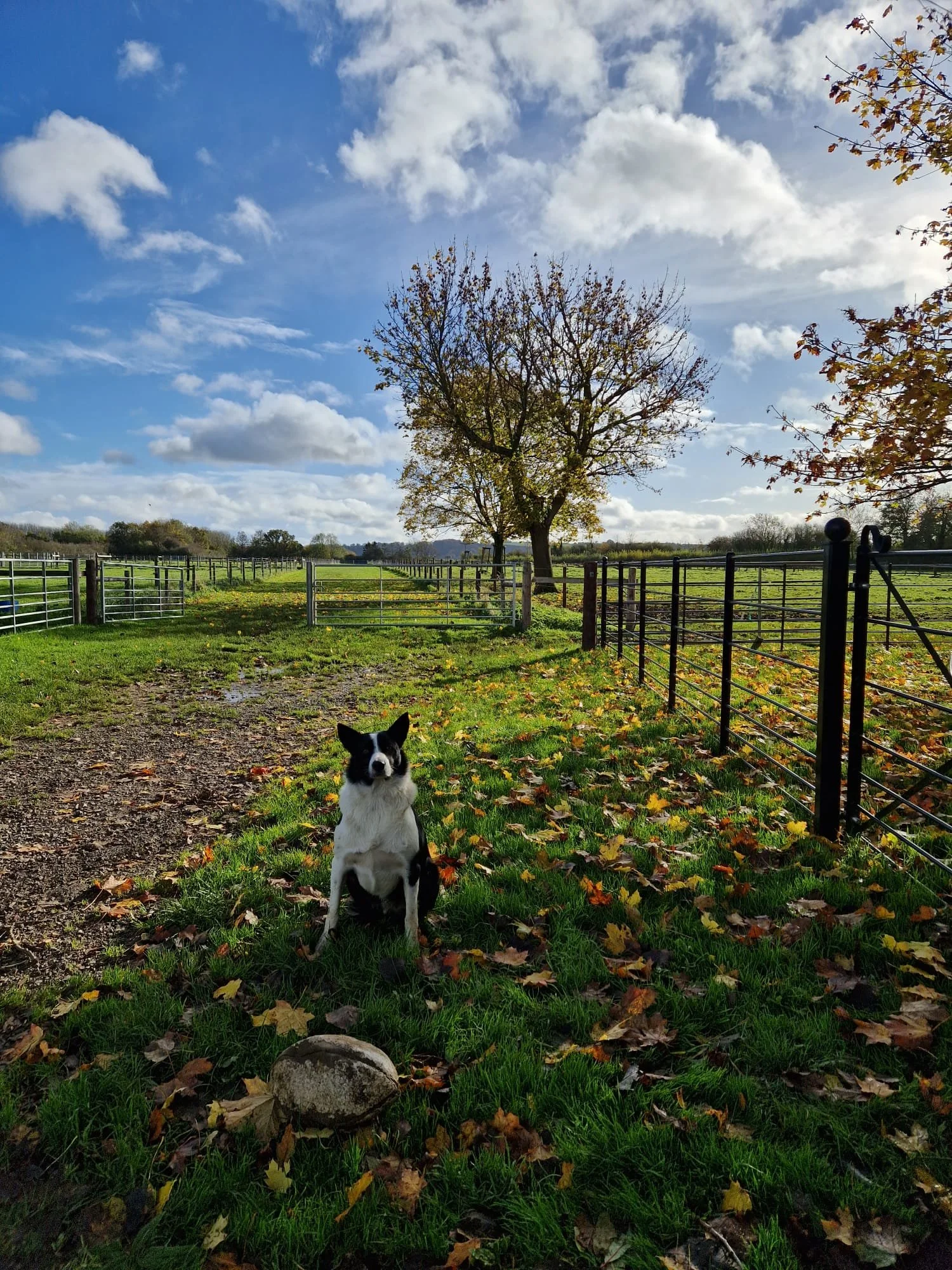 A black and white dog sitting on a grassy area with fallen leaves. Behind it, a fence runs along a field with trees, and in the background, there are trees with autumn foliage and a blue sky with scattered clouds.