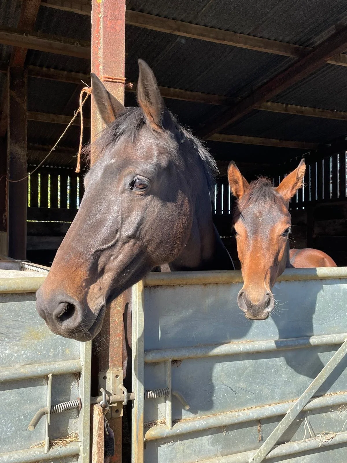 A dark brown horse and a smaller brown foal stand behind a metal gate in a barn.