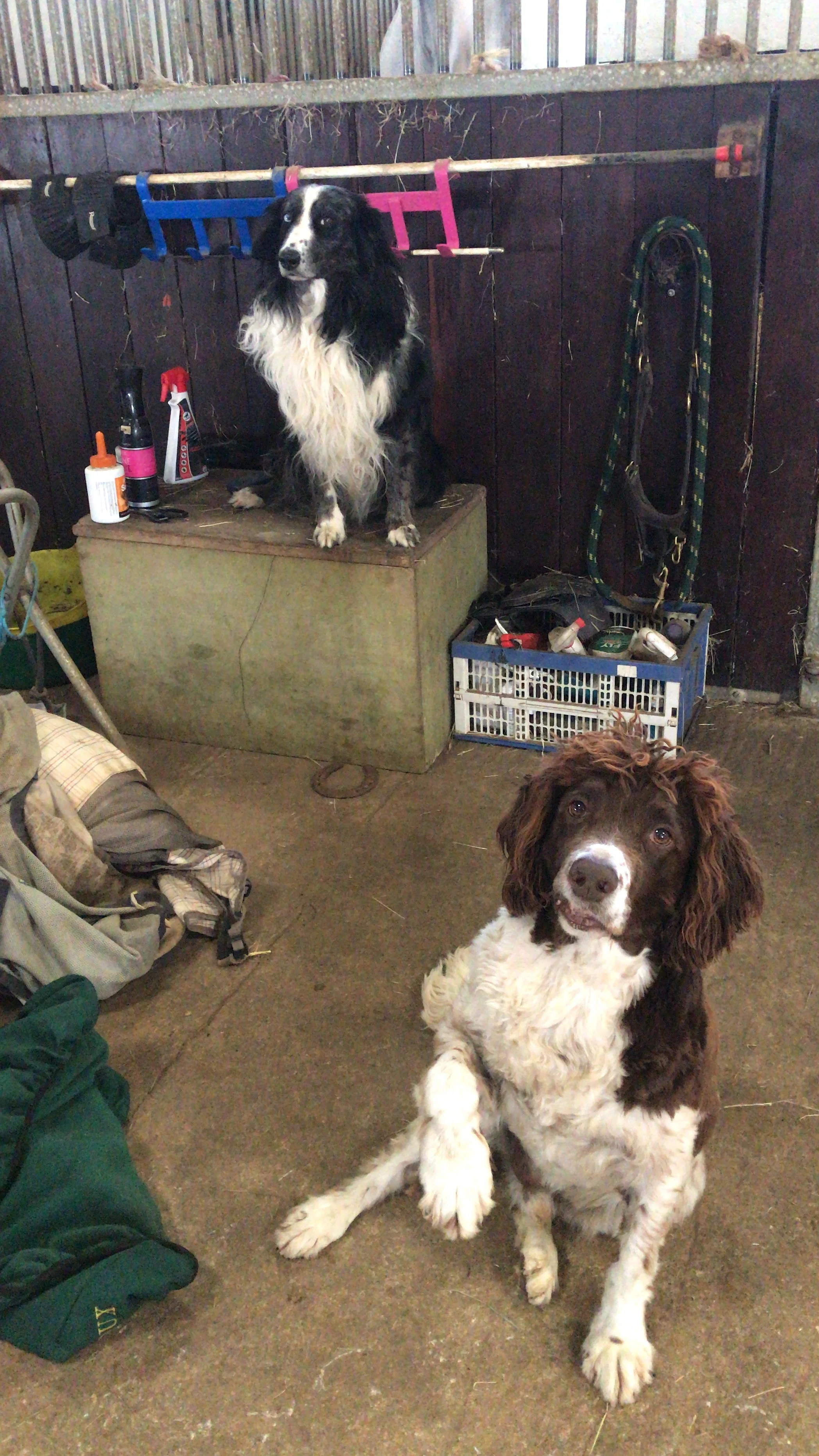 Two dogs in a barn or stable with cleaning supplies and equipment around. One dog is sitting on a wooden box, and the other is sitting on the floor, looking at the camera.