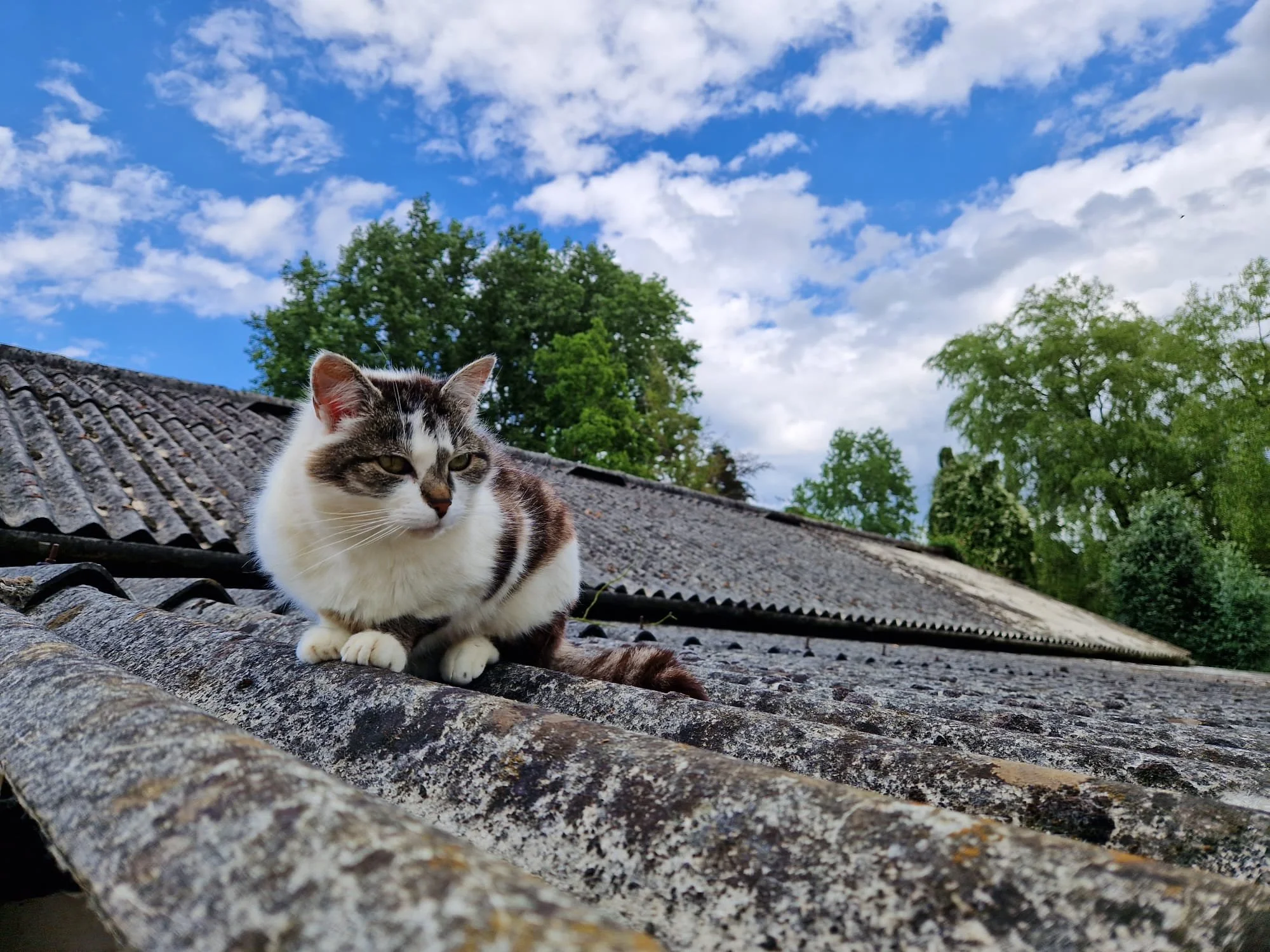 A cat with white and brown fur resting on a sloped, weathered tile roof with green trees and a bright blue sky with scattered clouds in the background.