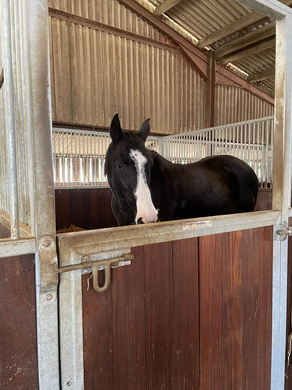 A black horse with a white stripe on its face inside a stable, looking toward the camera.
