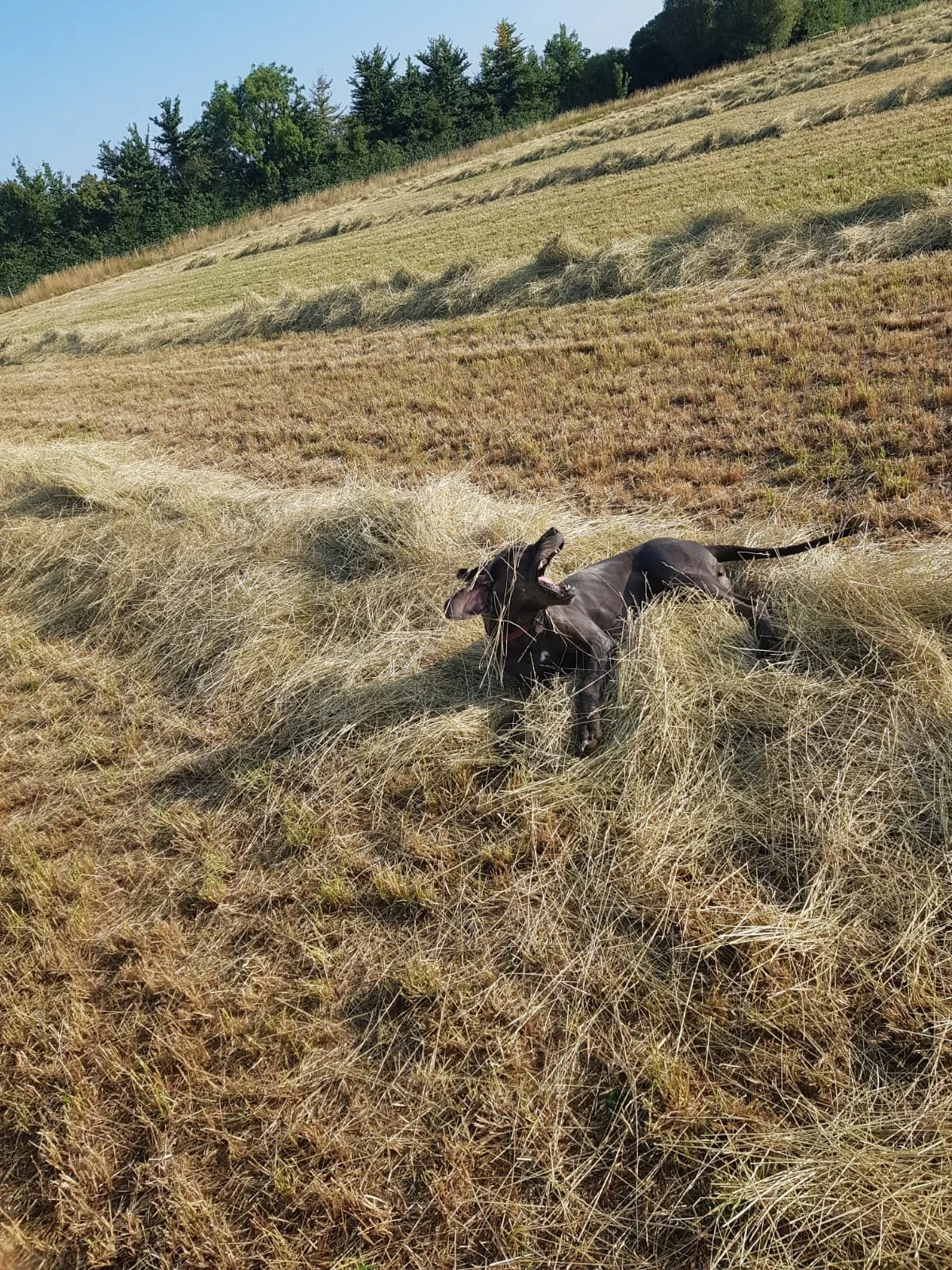 A black puppy playing and rolling in a pile of dry hay in a field with rolling hills and green trees in the background.