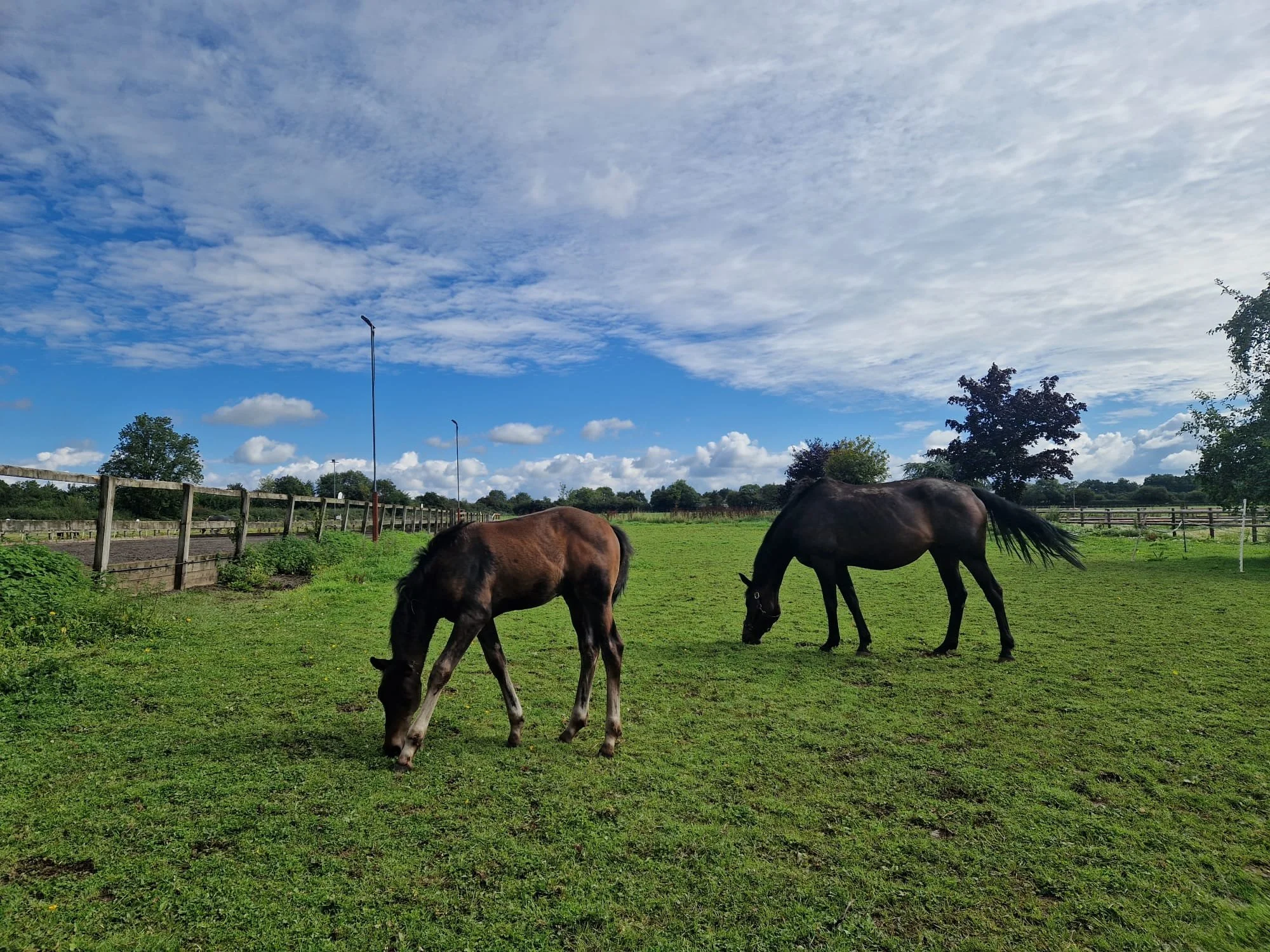 Two horses grazing on green grass in a fenced pasture with trees and a cloudy sky in the background.