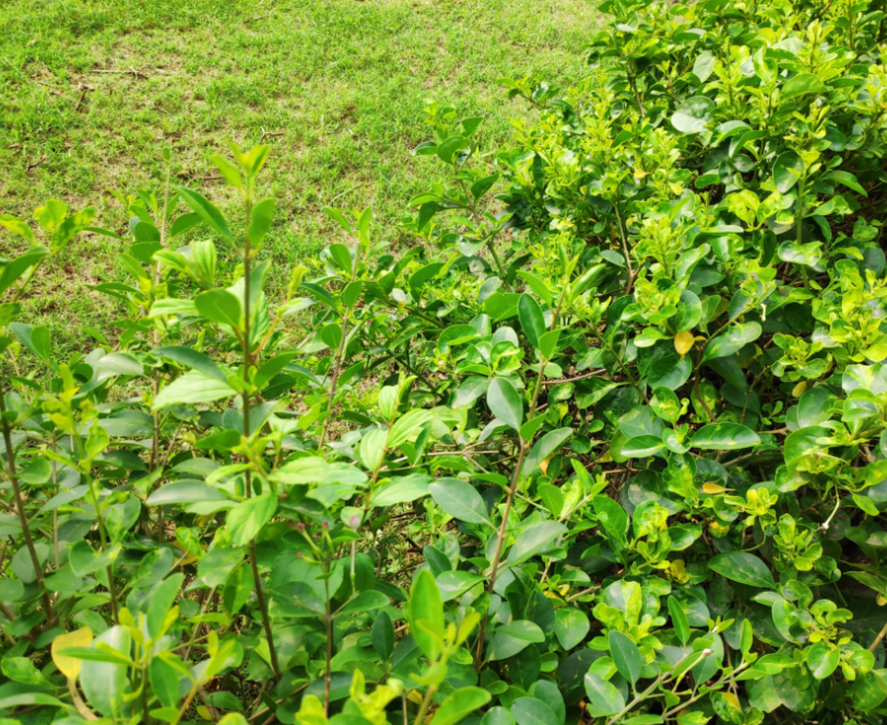 Groene struiken en planten in een tuin met gras op de achtergrond.