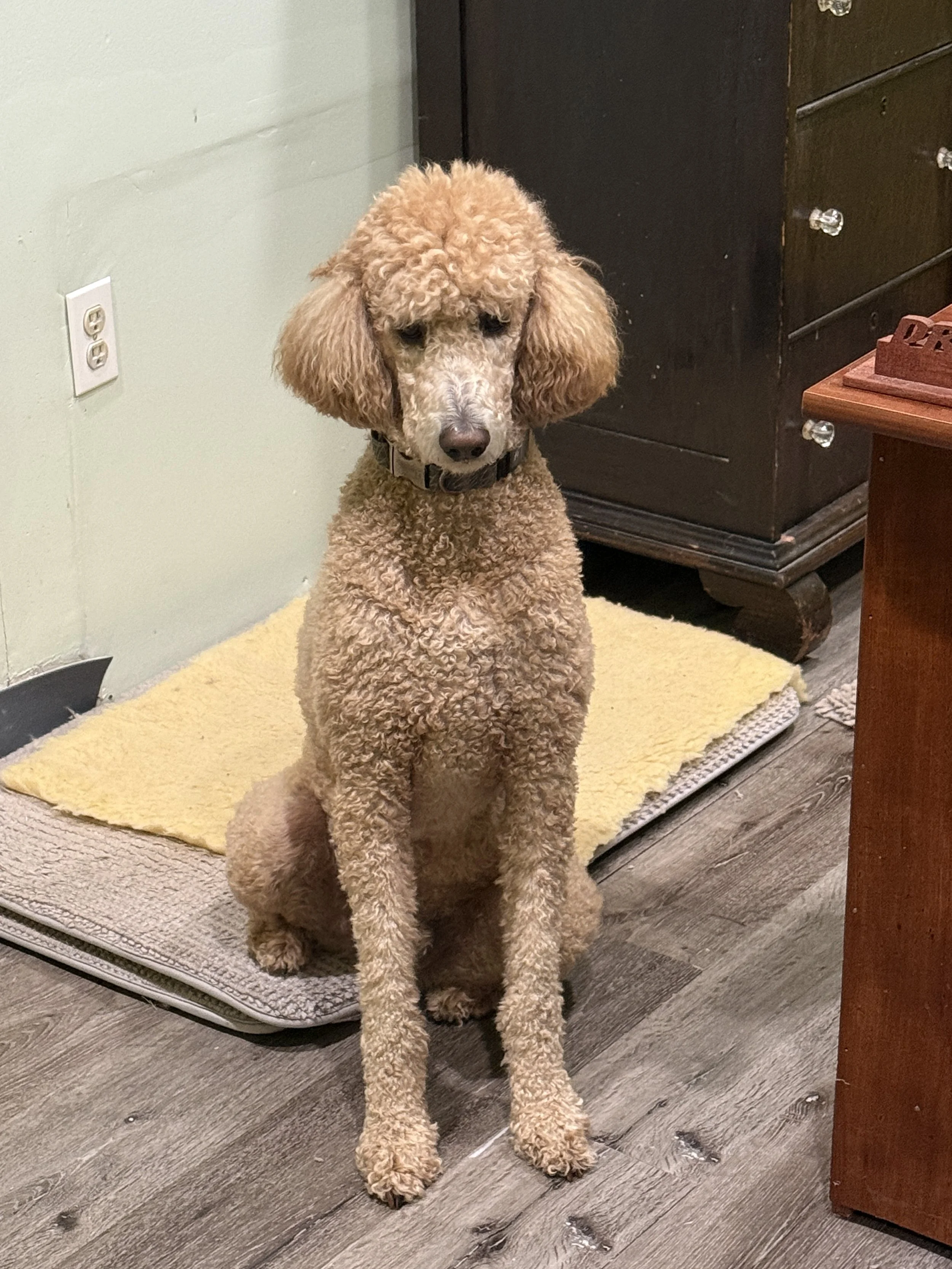 A curly-coated tan poodle sitting on a beige and yellow rug in a home. The dog is facing forward with a calm expression, in front of a light green wall with an electrical socket and a dark wooden cabinet.