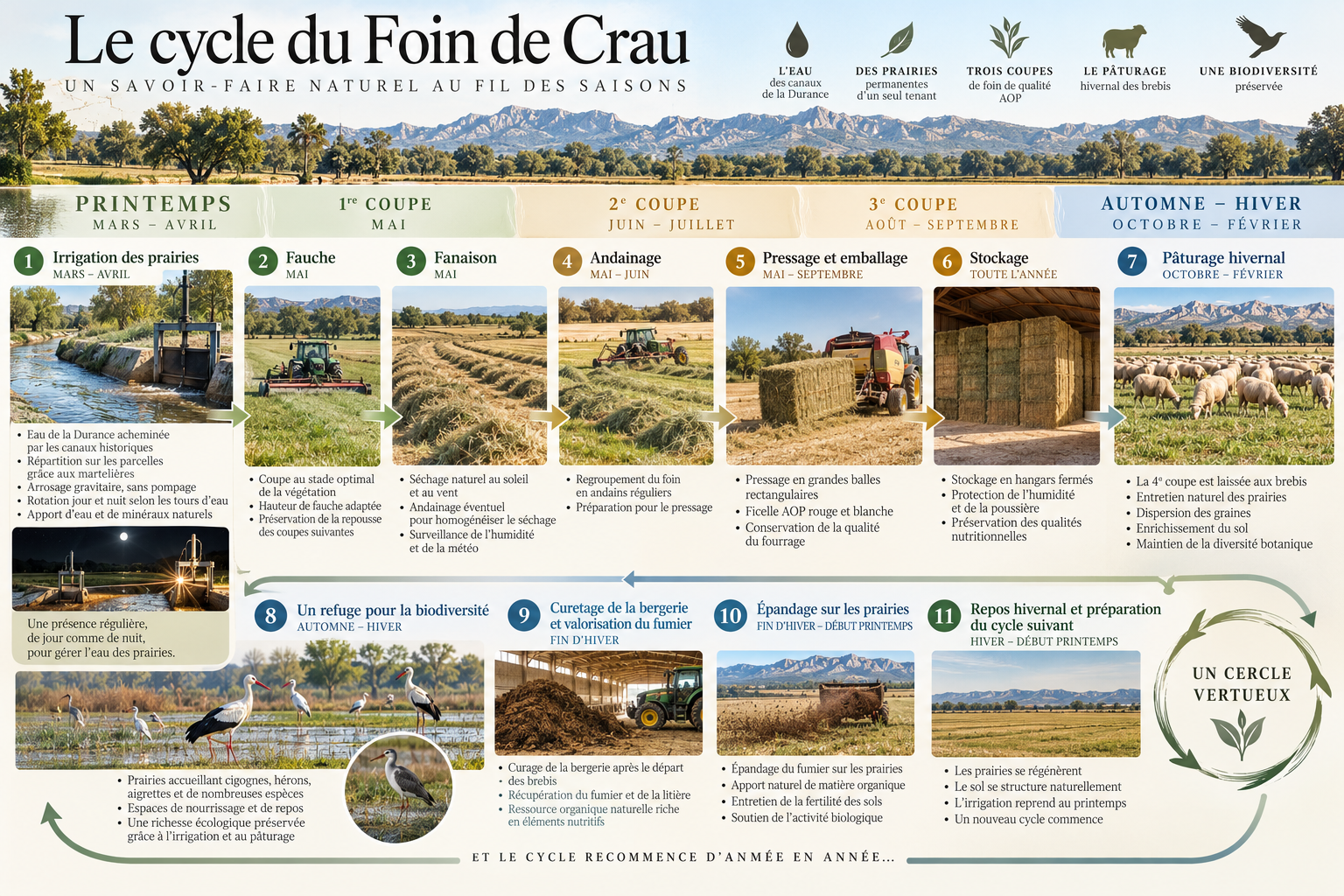 Infographie illustrant le cycle du foin de Crau, montrant les étapes saisonnières de mars à février, de l'irrigation des prairies à la récolte et à la préservation de la biodiversité, avec des images de canaux, tracteurs, foin, prairies, oiseaux et paysages de la région.
