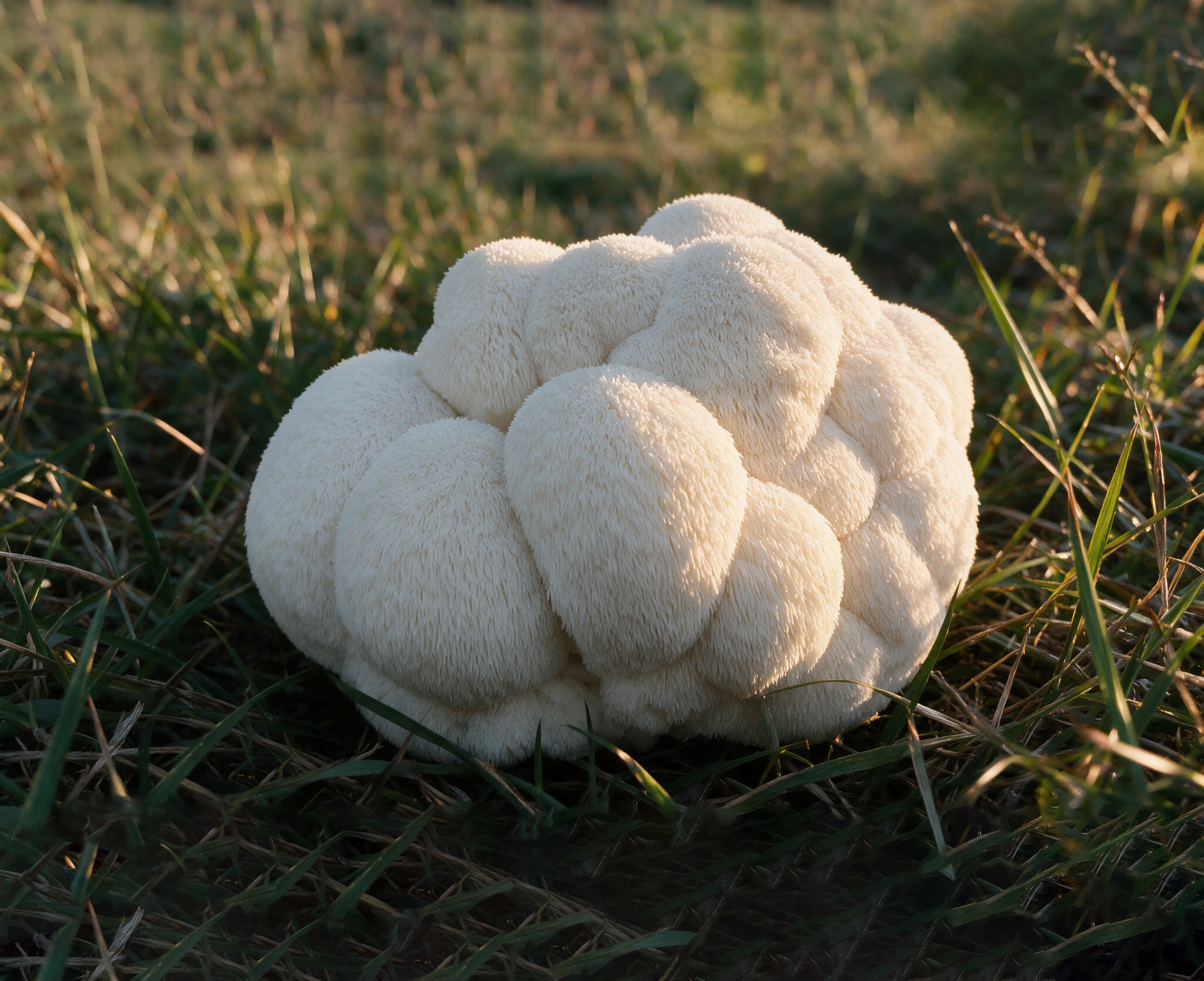 Un pompomblanc, lion s mane ou crinière de lion, champignon en forme de boule sur un sol herbeux.