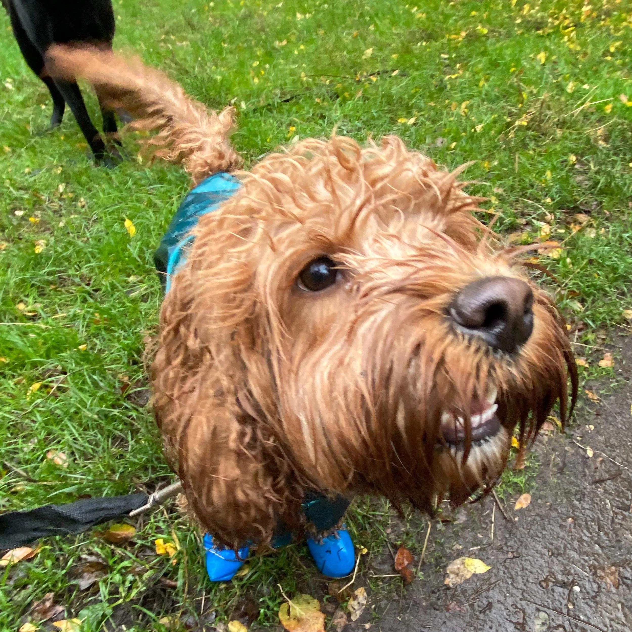 Welcome to the team, Suki! 🥿🥿🥿🥿 and your boots!