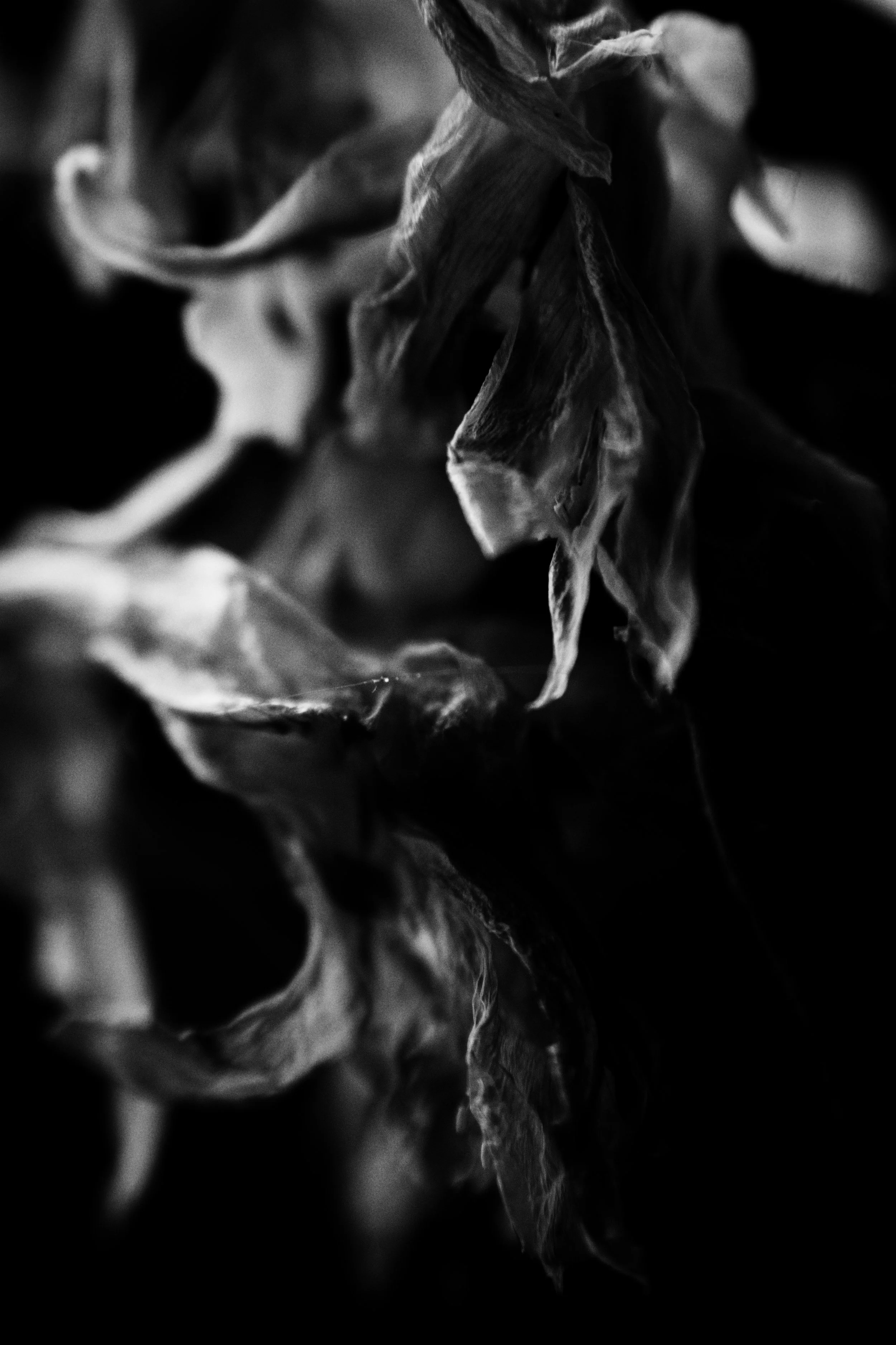 dead flower 01 jpg.jpg