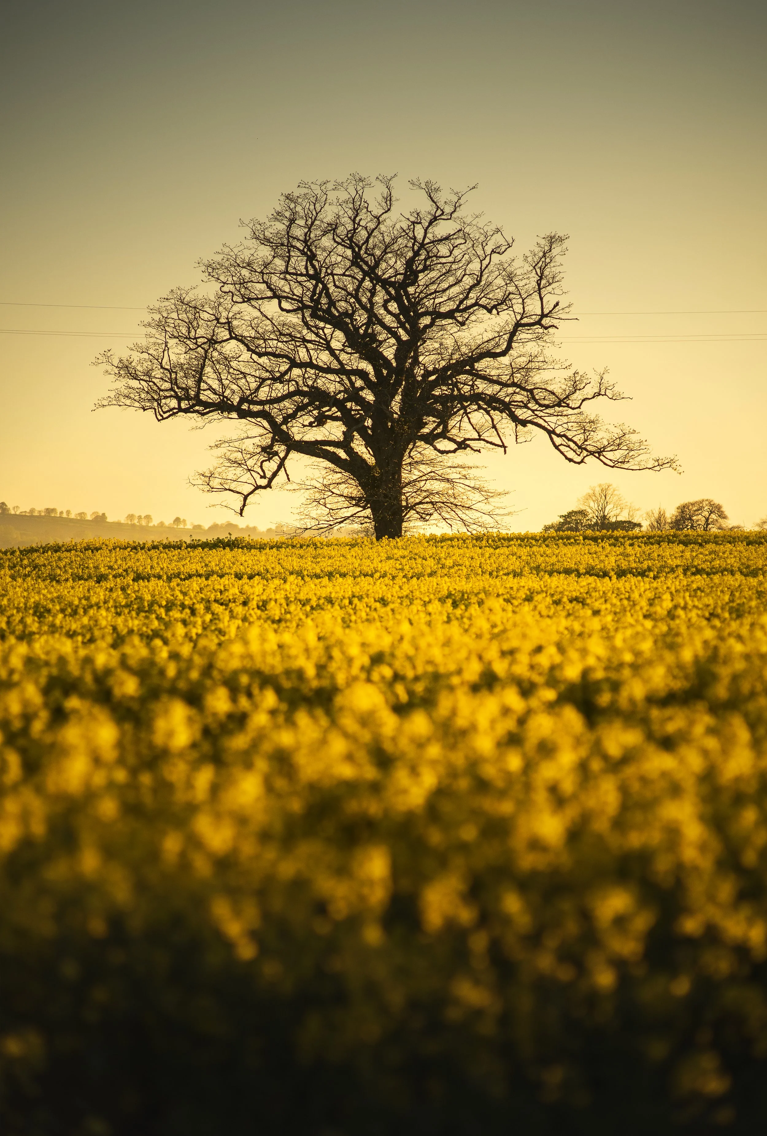 rapeseed tree 01 jpg.jpg