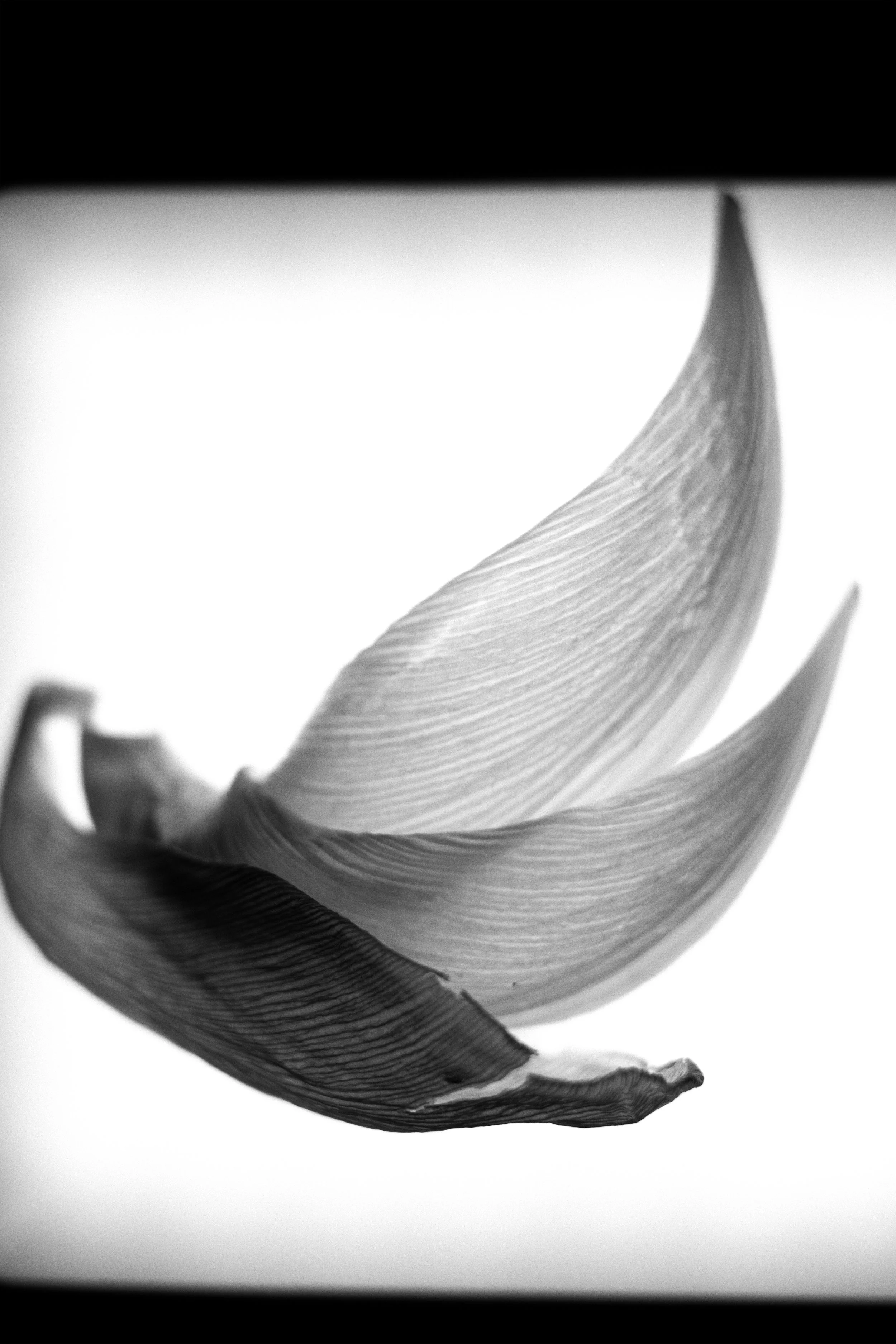 petals jpg.jpg