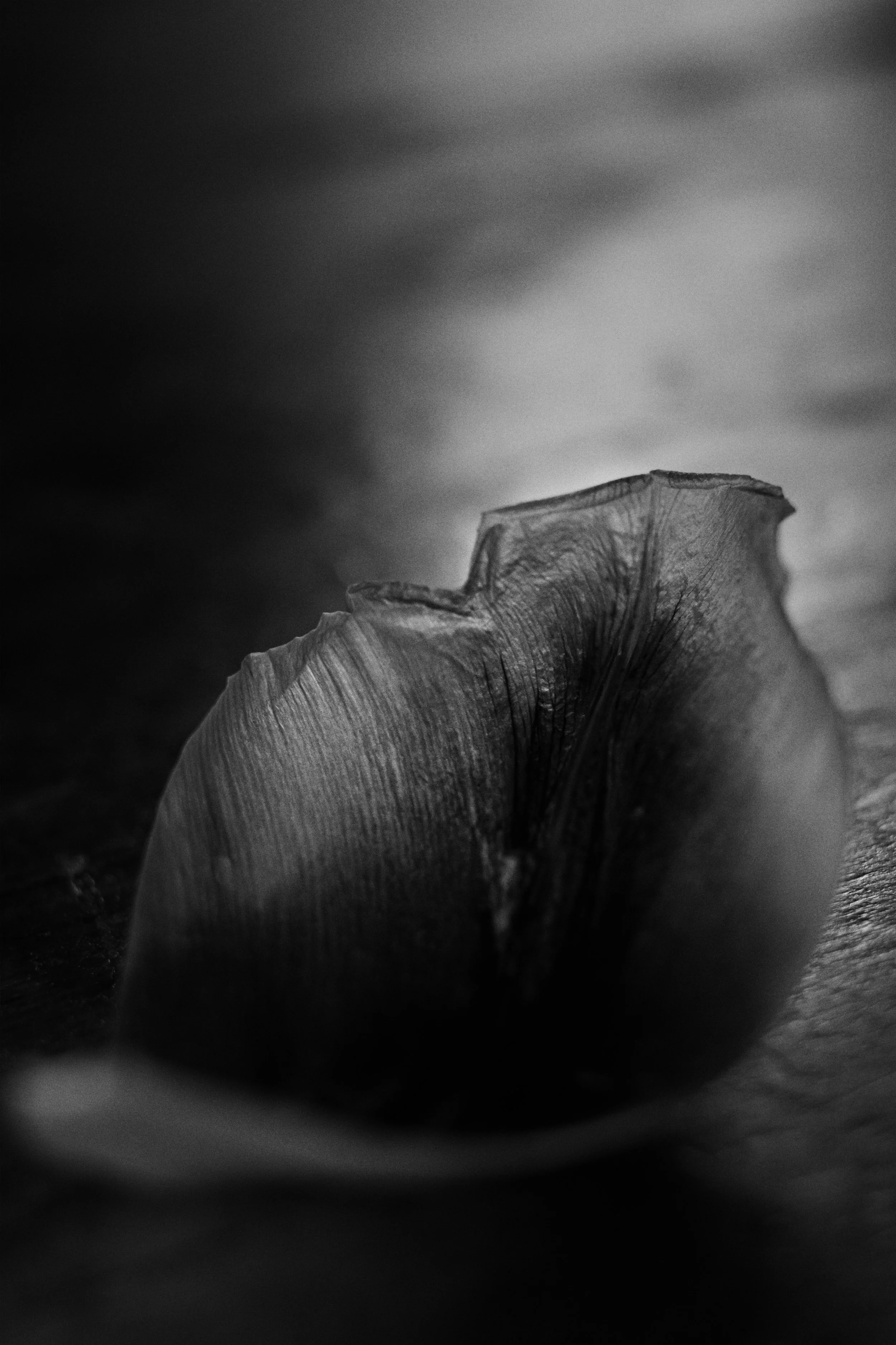 petal 02 jpg.jpg