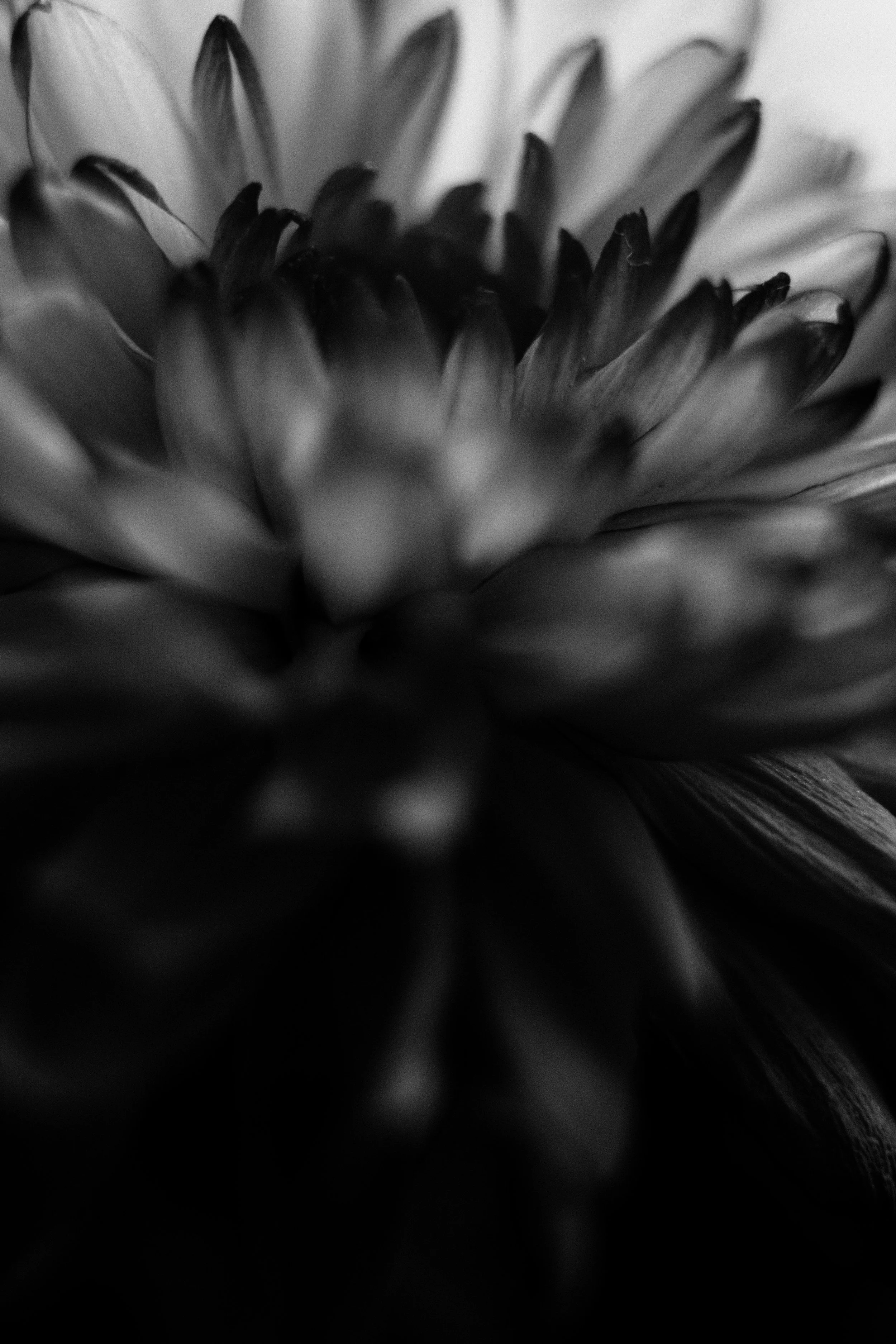 flower jpg.jpg