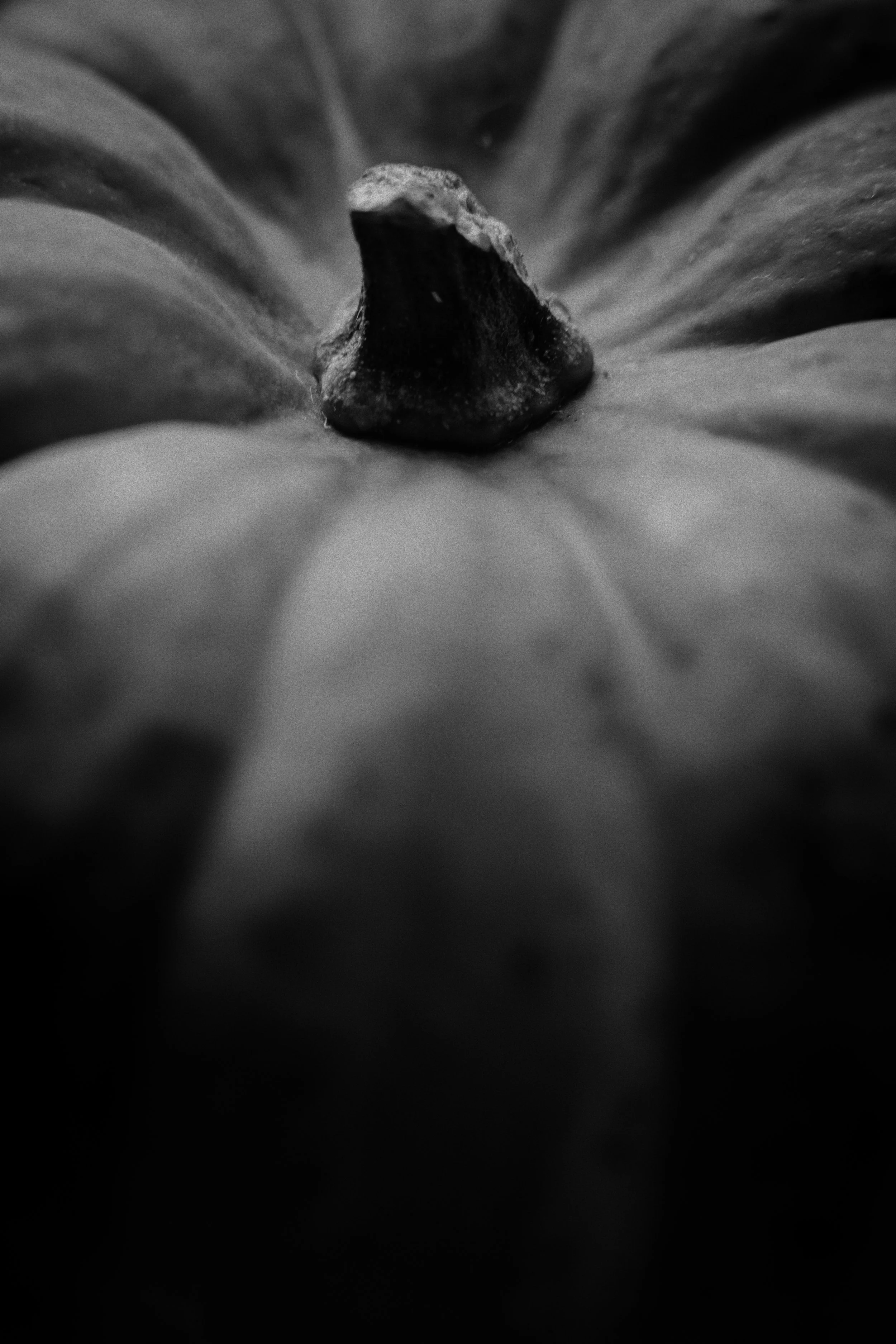 pumpkin 01 jpg.jpg