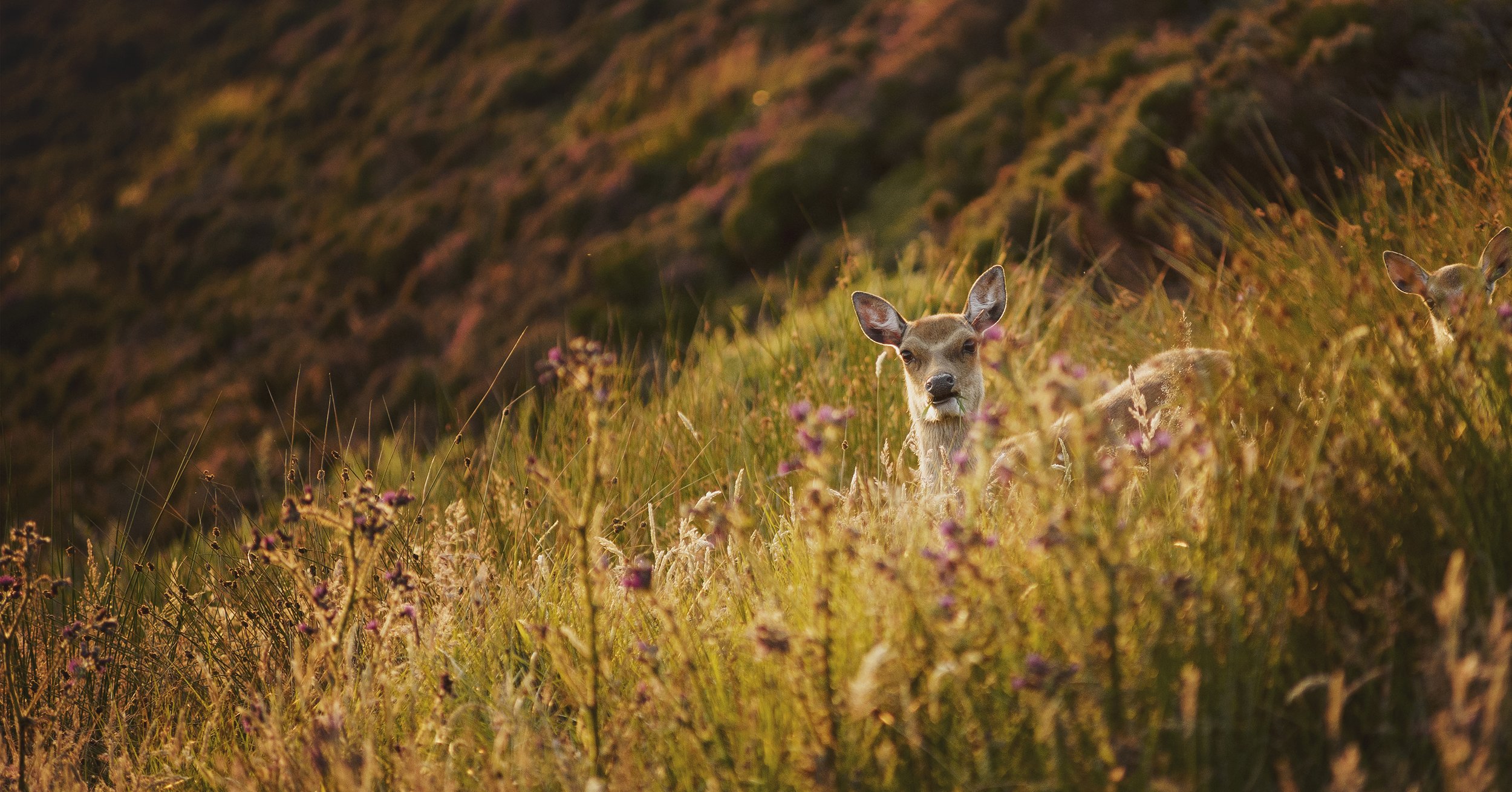 Deer at the Mull of Kintyre