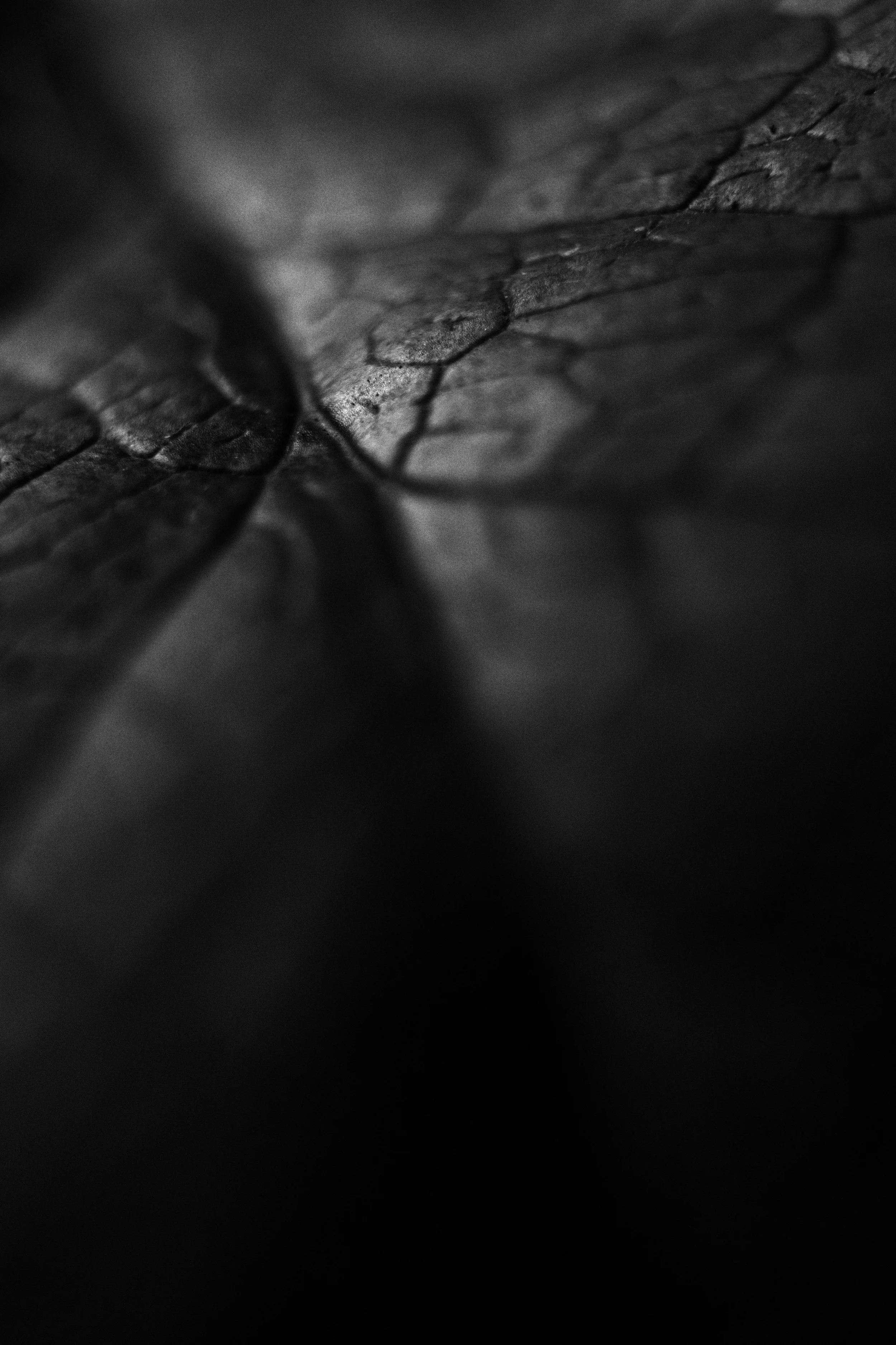 leaf 01 jpg.jpg