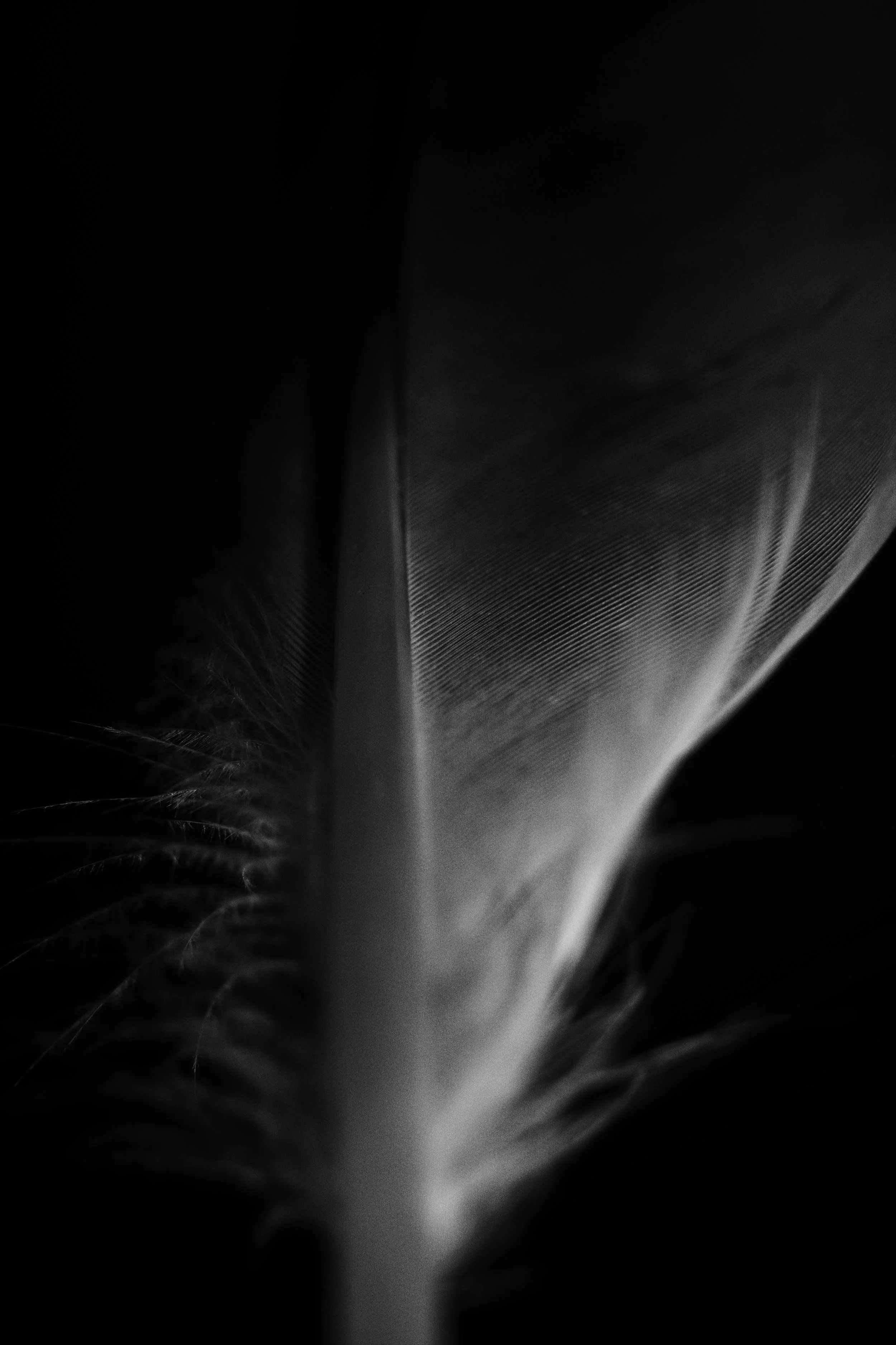 feather 02 jpg.jpg