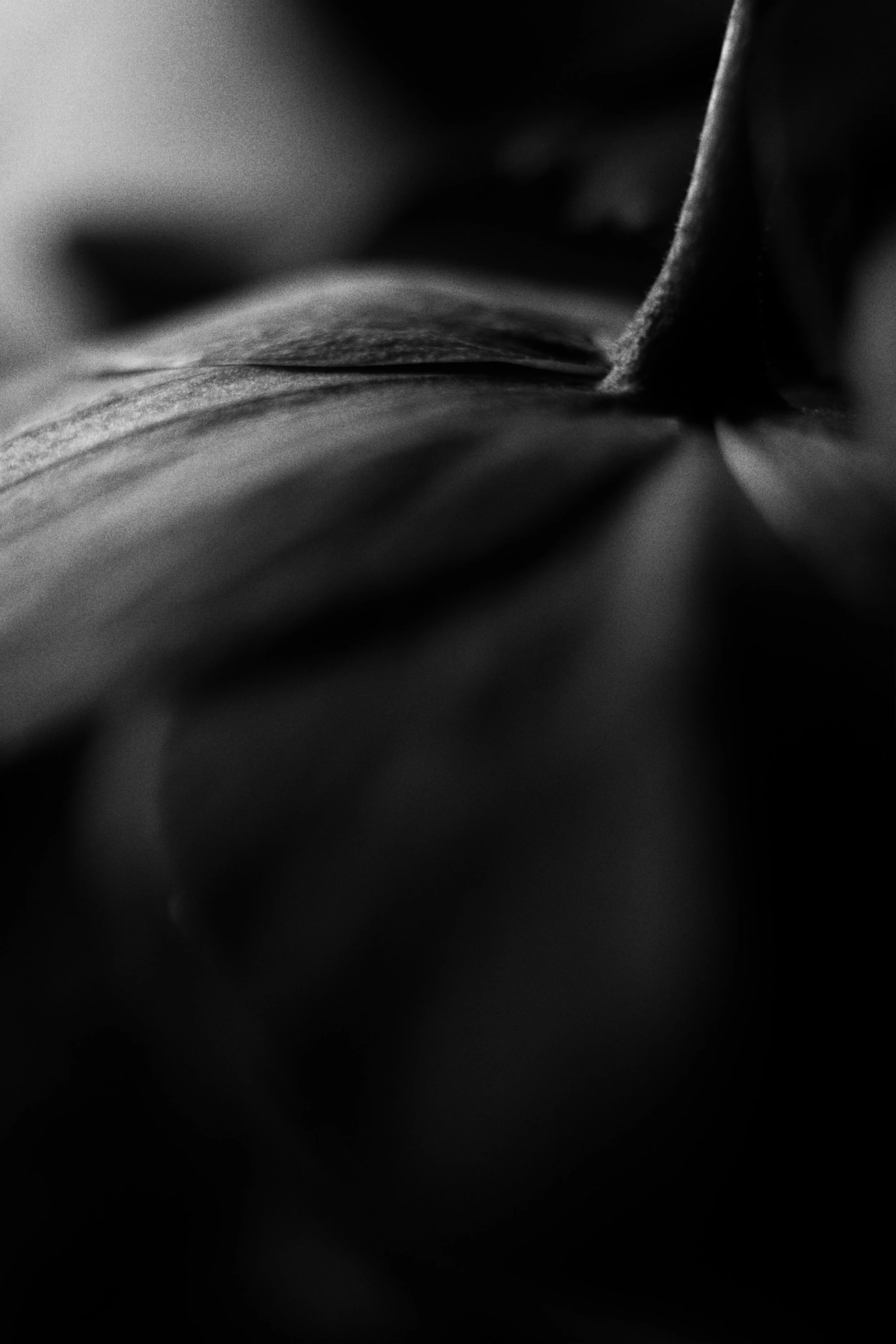 flower 2 jpg.jpg