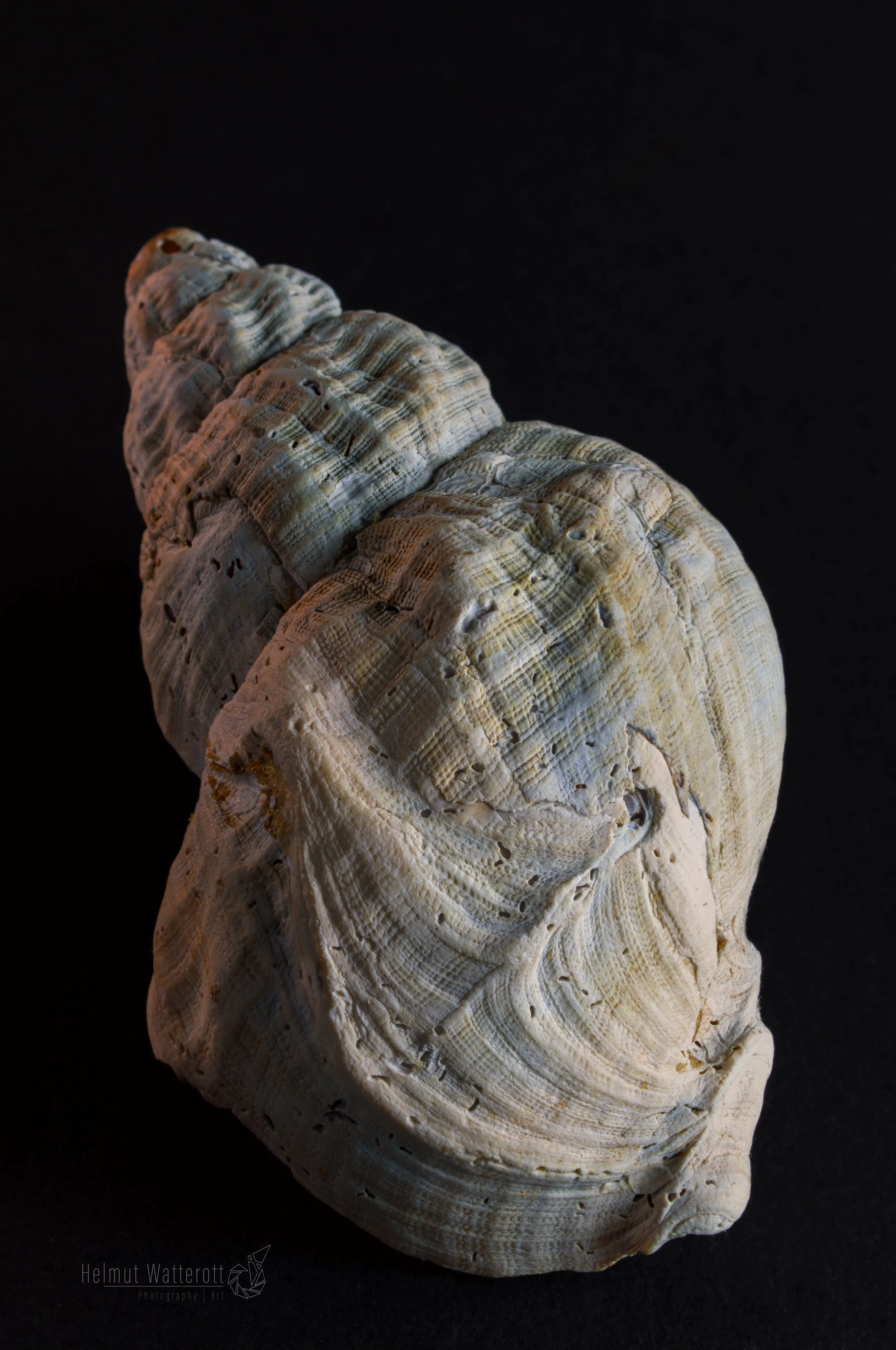 shell 01 jpg.jpg