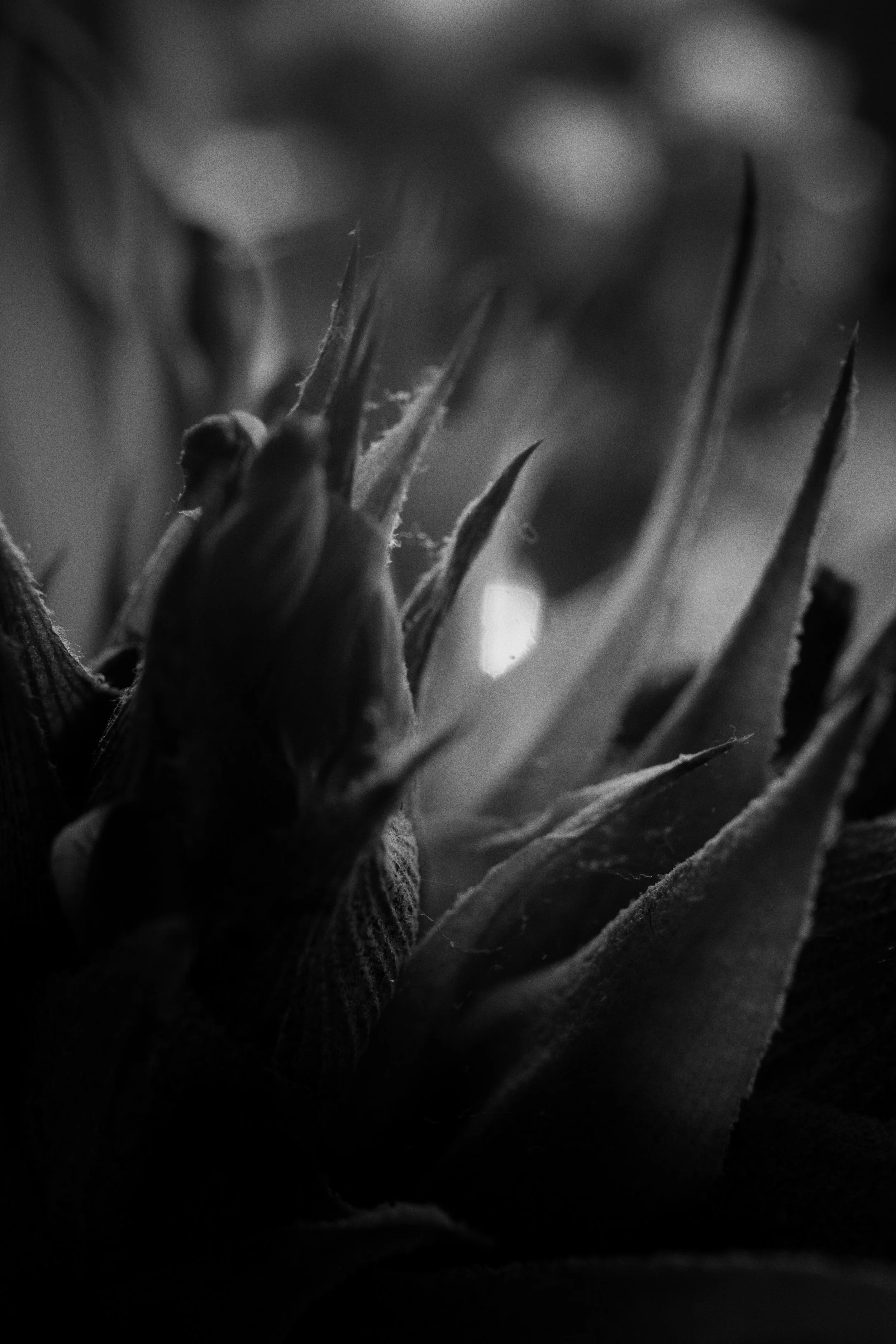 eachmea alien landscape jpg.jpg