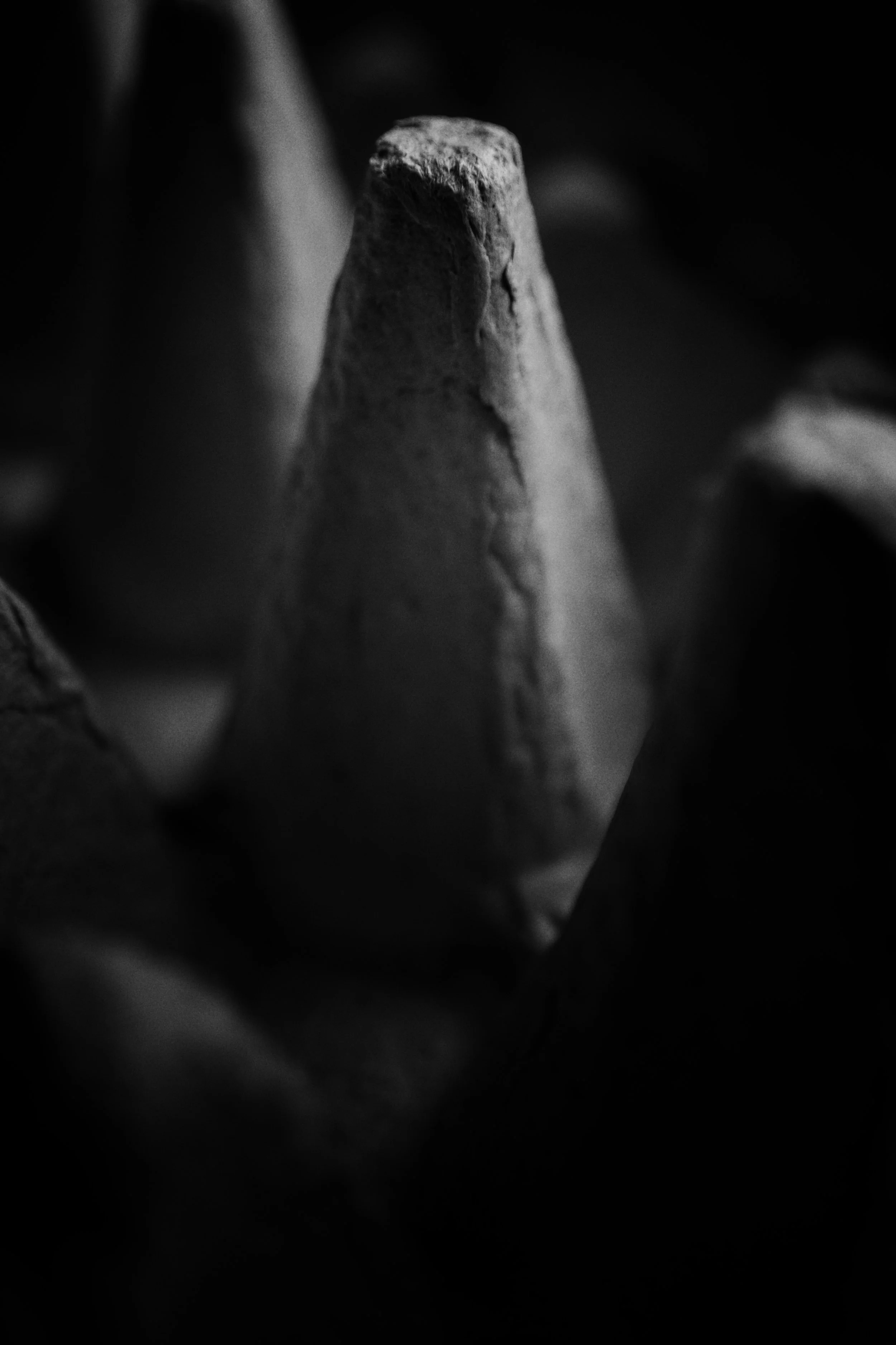 egg carton 01 jpg.jpg