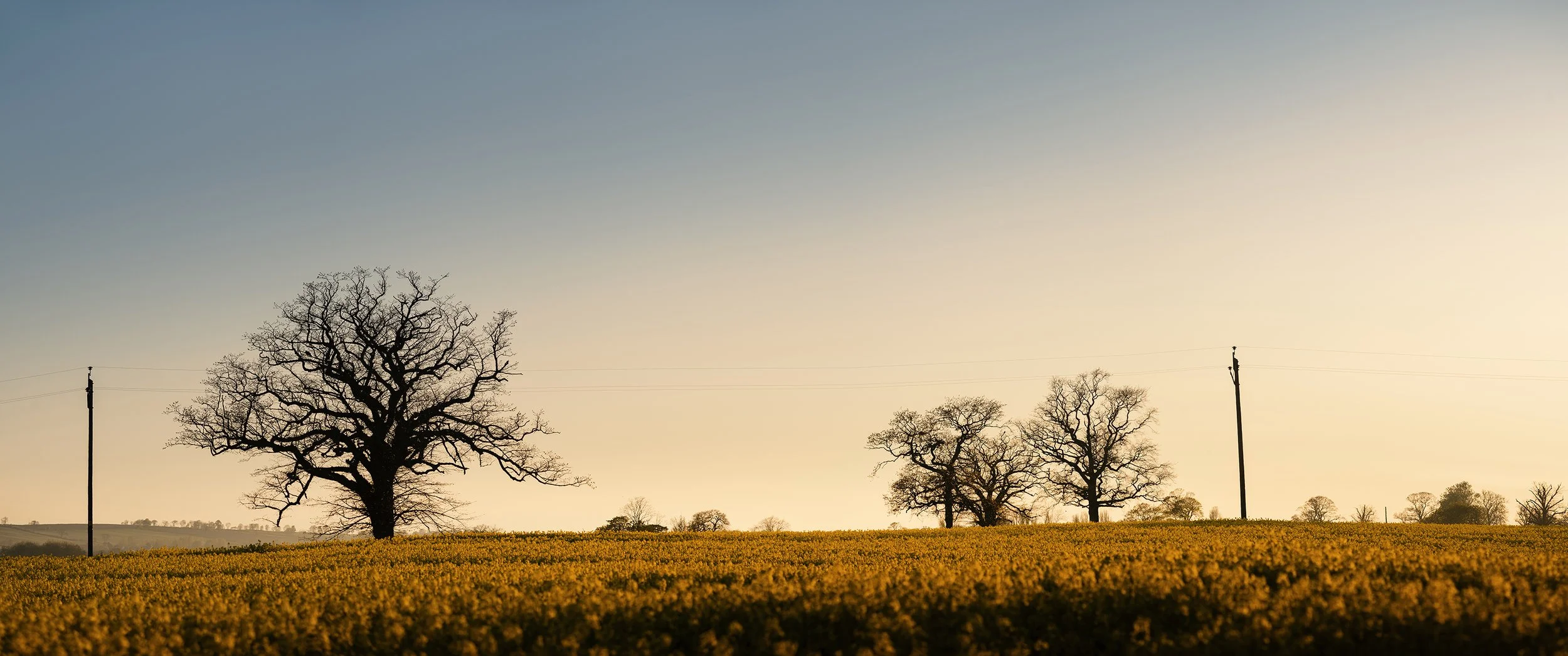 Rapeseed Fields