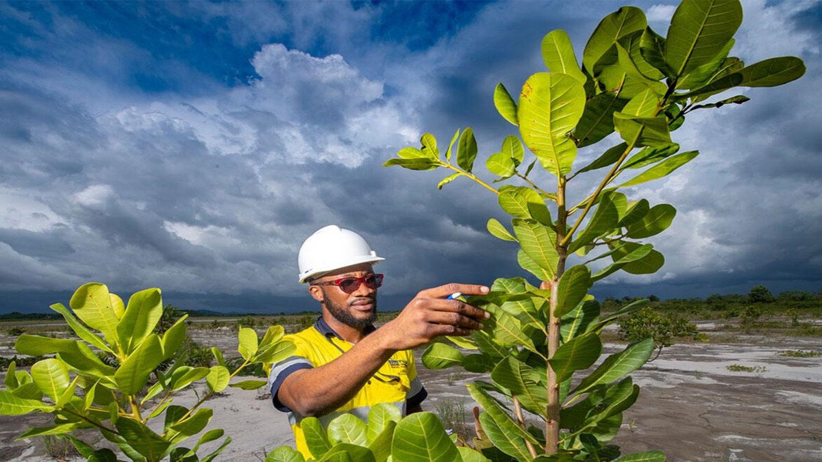 A man wearing a white hard hat, sunglasses, and a yellow safety vest is inspecting a young green tree in an open landscape with a cloudy sky in the background.