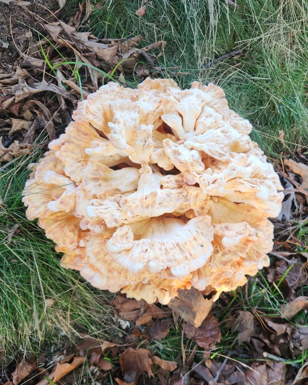 13_kitchen_chicken_of_the_woods.jpg