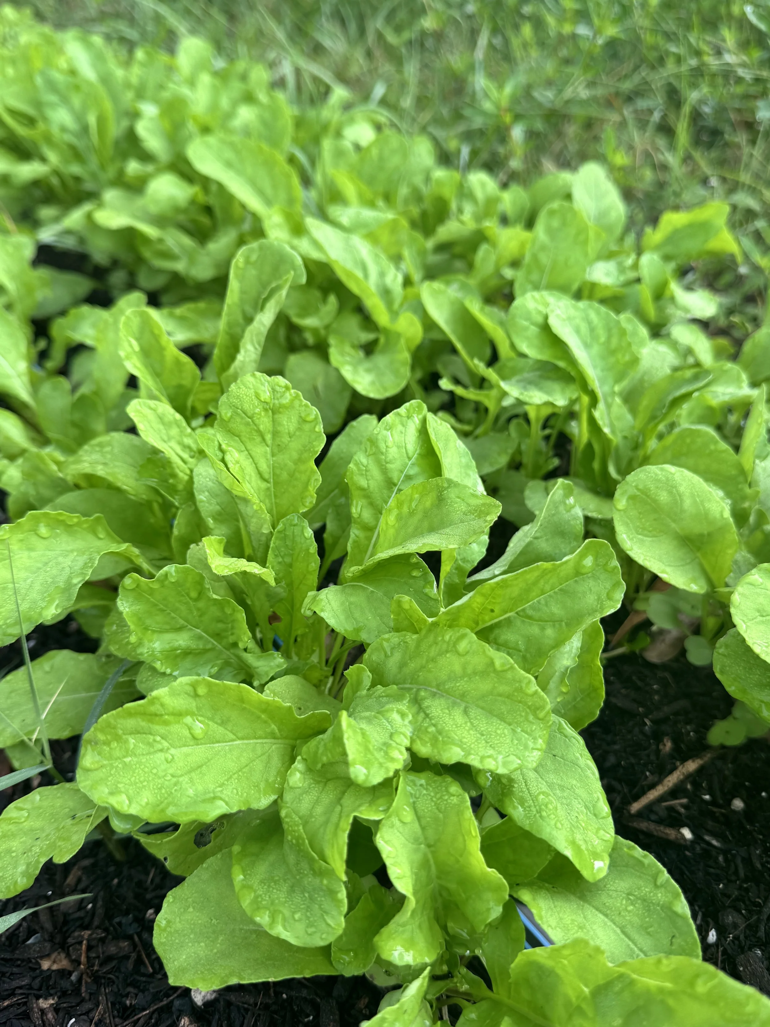 Close-up of vibrant green lettuce plants with dew drops on leaves growing in dark soil.
