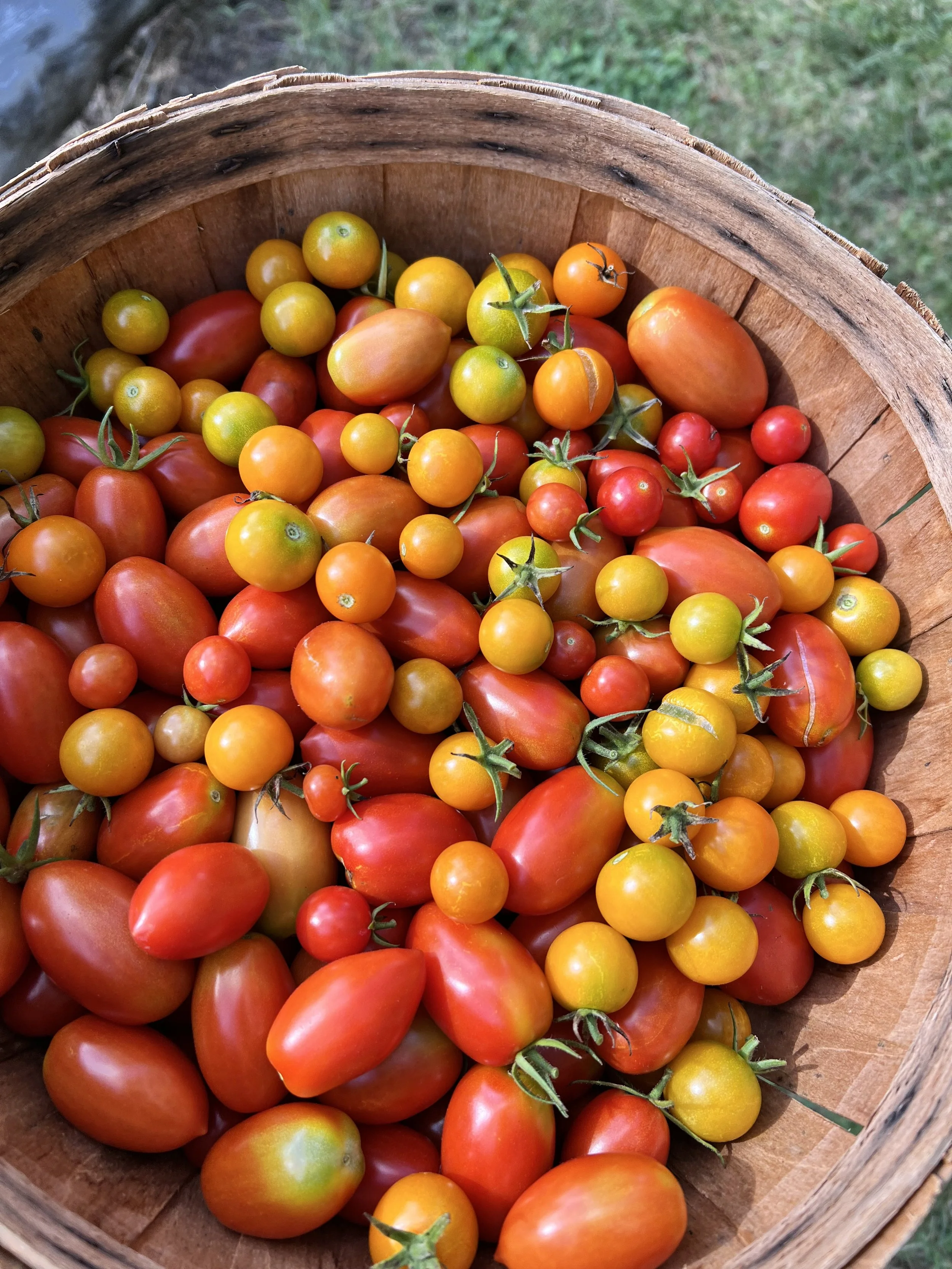A wooden basket filled with an assortment of ripe cherry tomatoes in various colors, such as red, yellow, orange, and green, outdoors on grass.