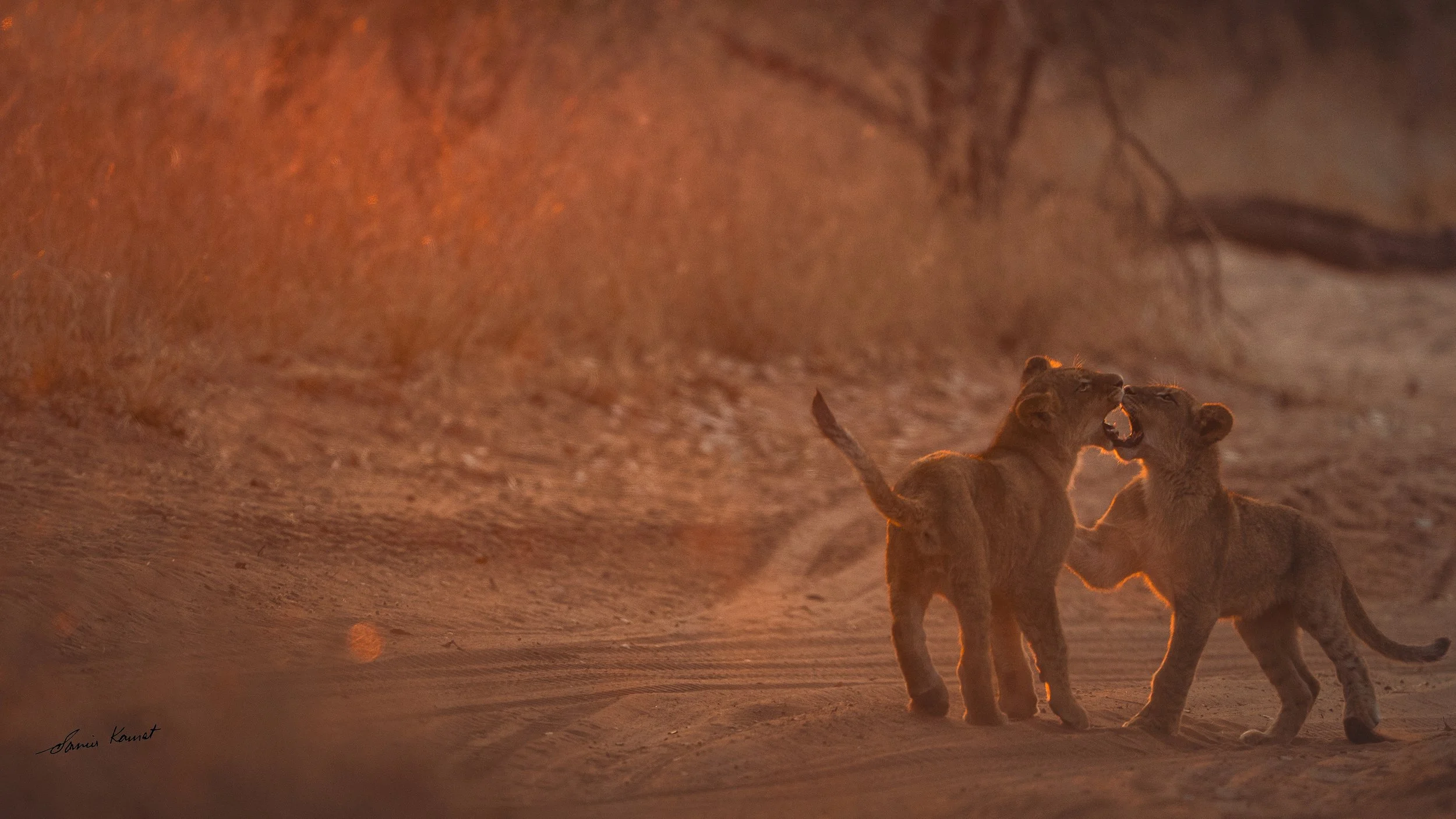 Two lion cubs playing and interacting in a dusty, sunlit environment, likely in a savanna or desert area.