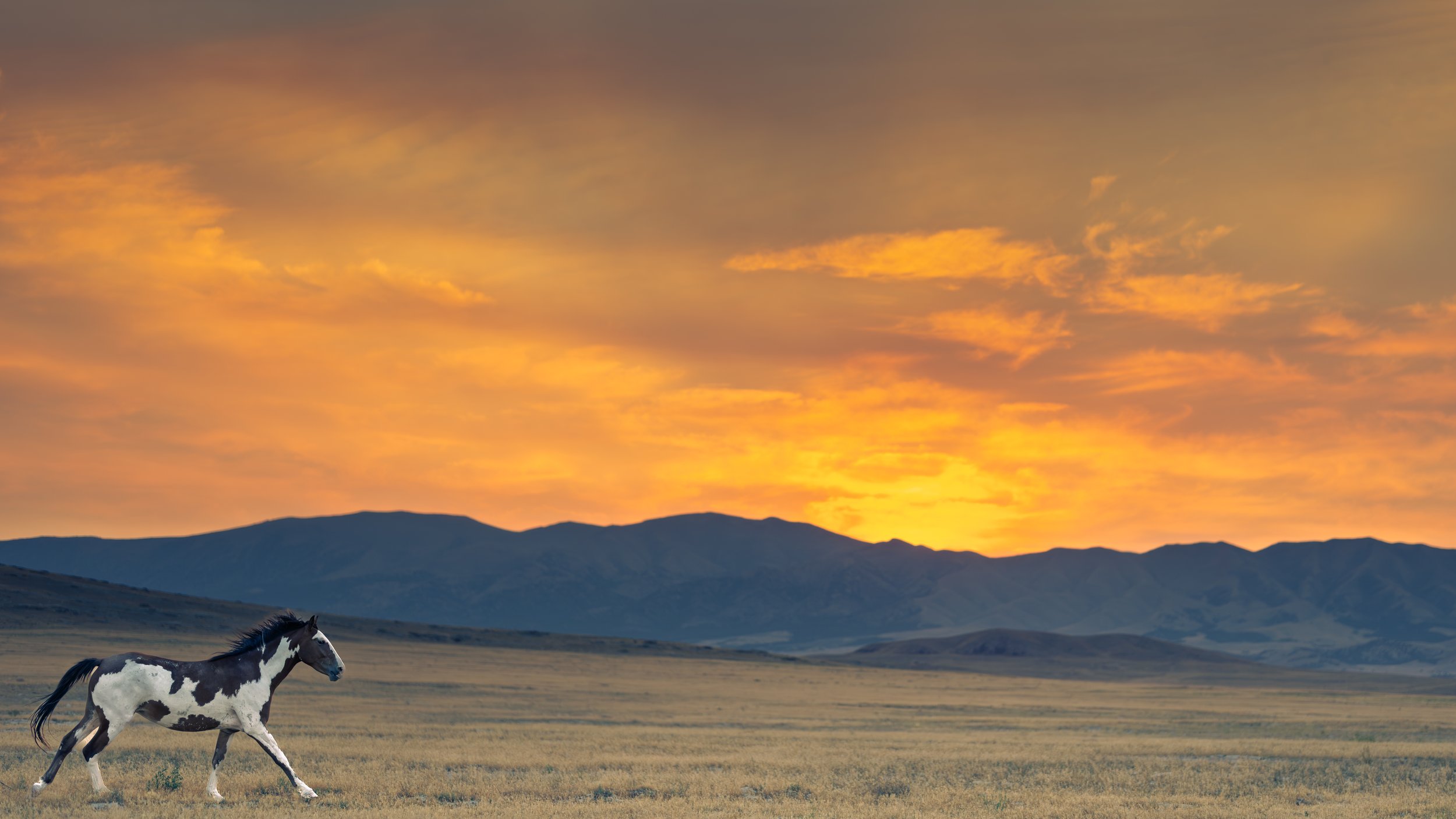 A black and white horse running across a flat field during sunset, with mountains in the background and a colorful sky with orange and yellow clouds.
