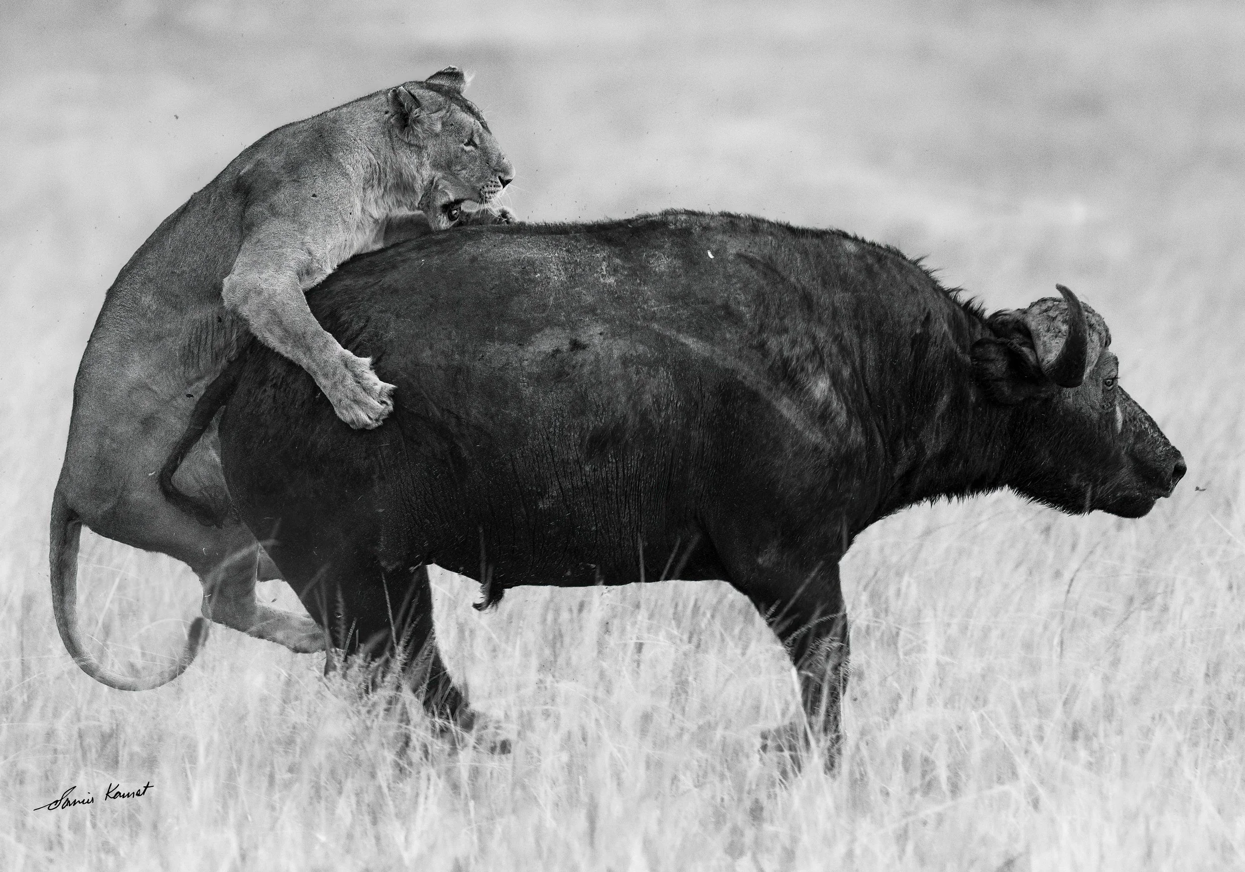 Wild Trophy
A young lioness leaps onto the back of an adult Cape buffalo in Wild Trophy, capturing a dramatic, high-stakes moment of raw predator-prey interaction on the African savanna. Presented in striking monochrome, this intense behavioral captu