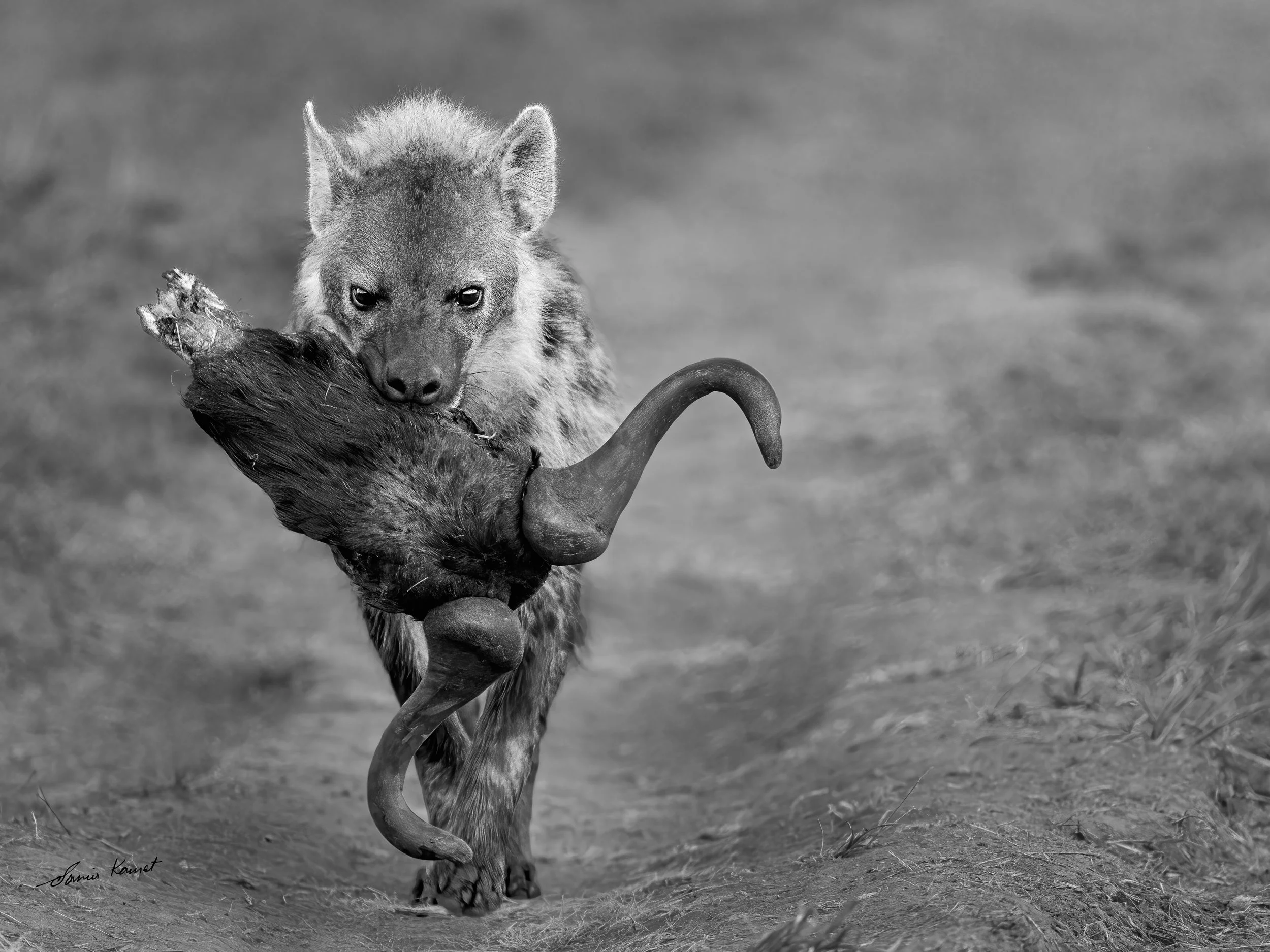 Bone Collector
A spotted hyena strides directly toward the camera carrying a massive wildebeest skull in Bone Collector, captured in a striking monochrome balance of power and instinct. Highlighted by crisp details and intense eye contact, this compe
