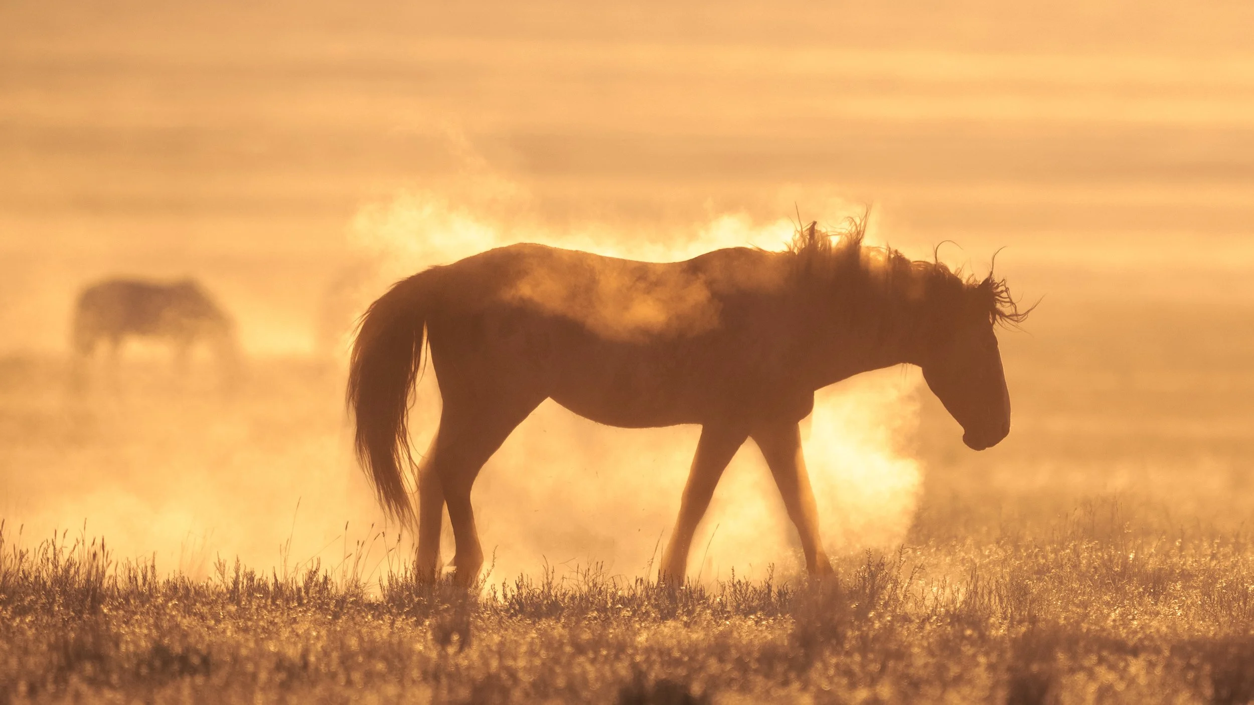 Silhouette of a horse walking through a smoky, foggy field during sunset or sunrise.