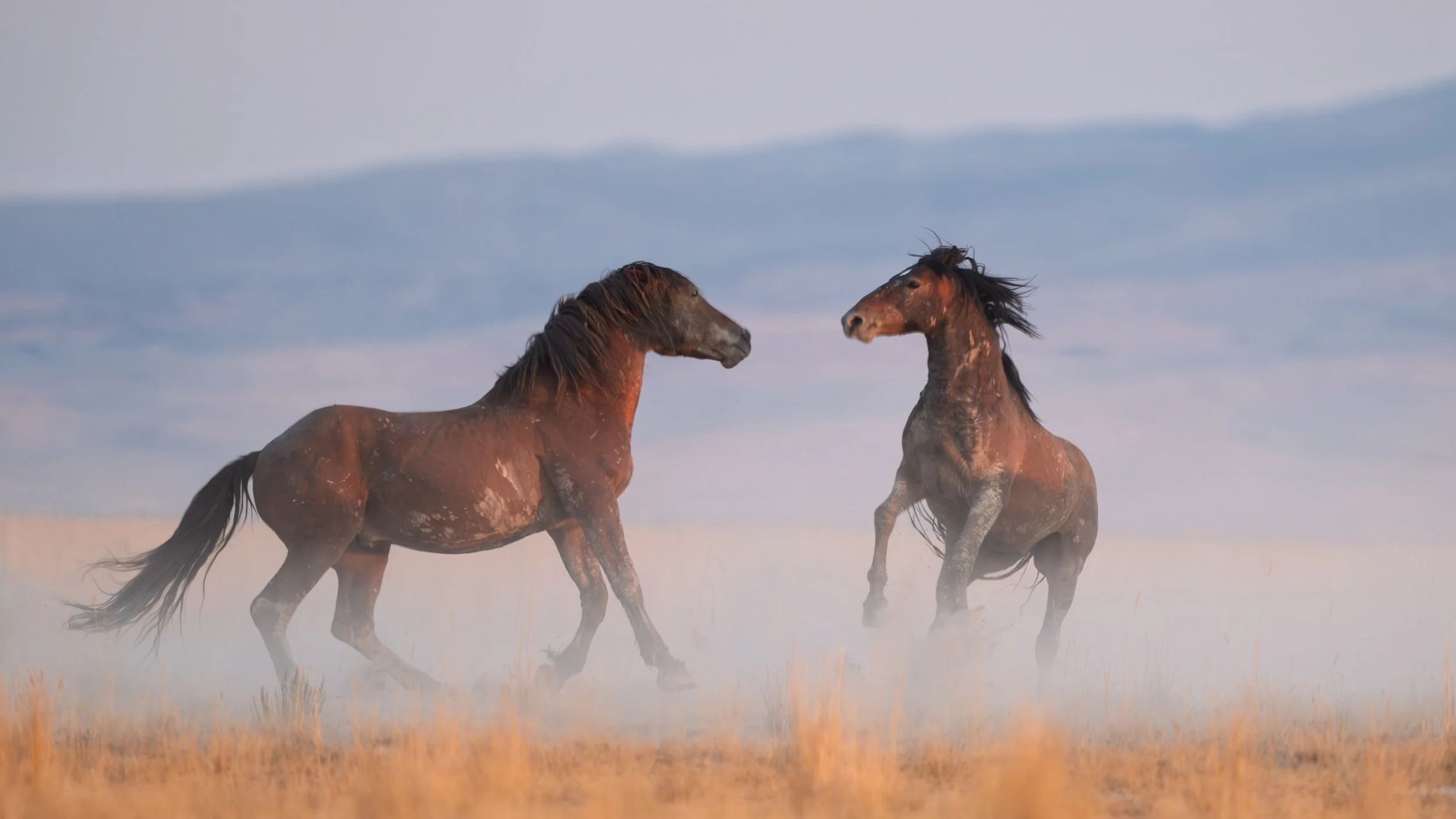 Two horses running on a dusty plain with a blue sky and white clouds in the background.