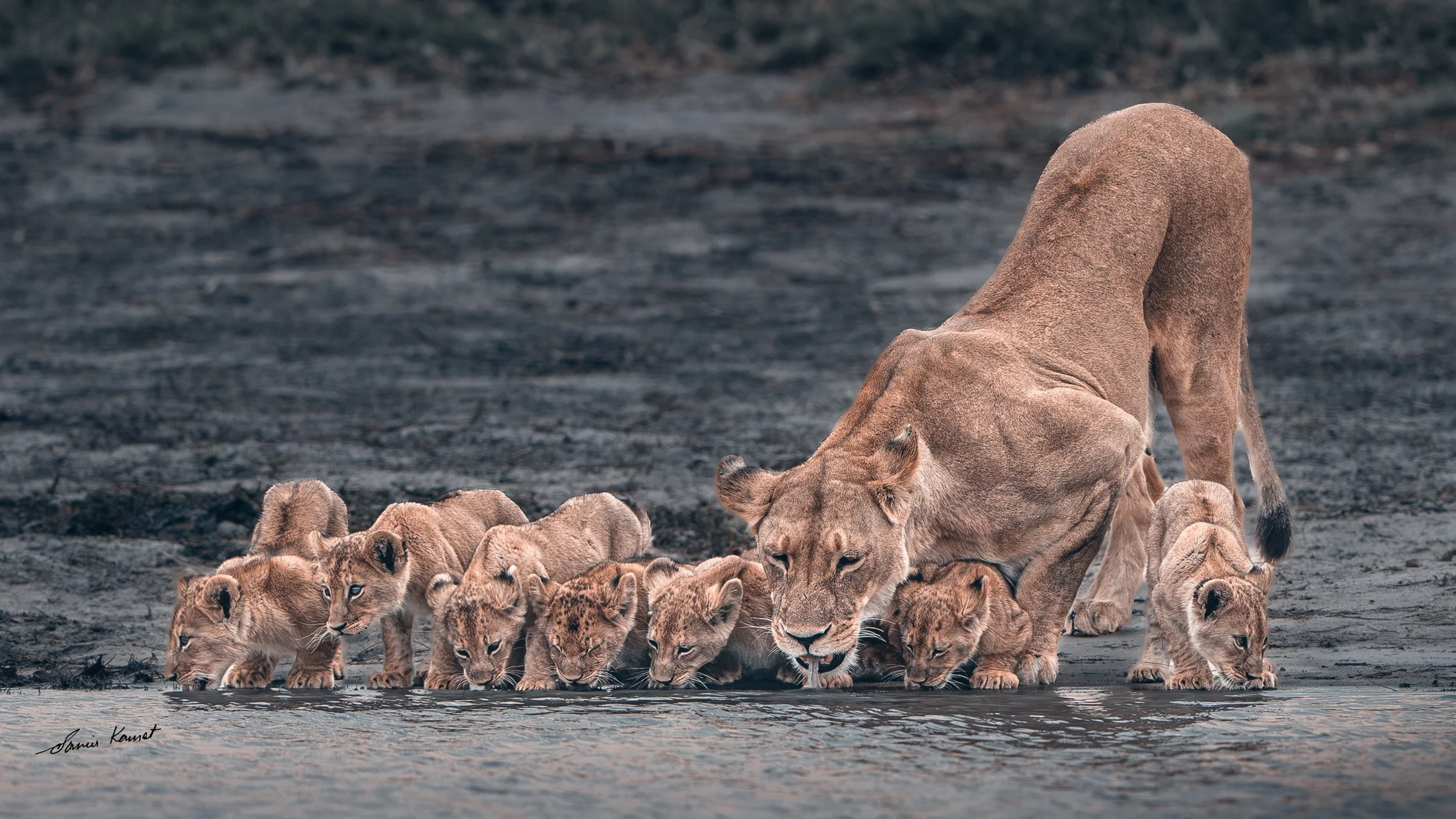 A lioness with seven lion cubs drinking water by a river in a natural habitat.
