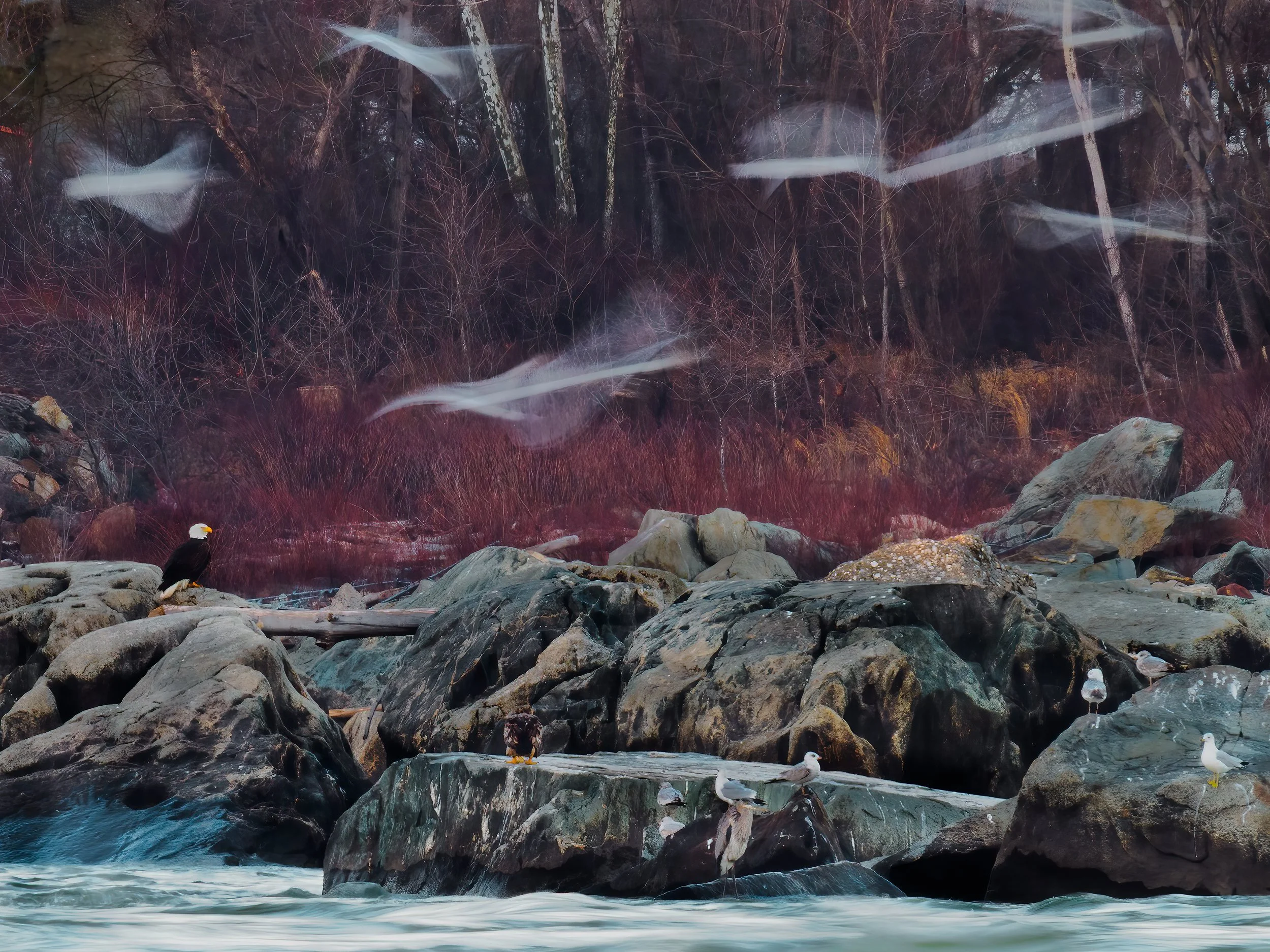 A river flowing over rocks with a forested background of leafless trees, some with white bark, and three eagles perched on rocks near the water.
