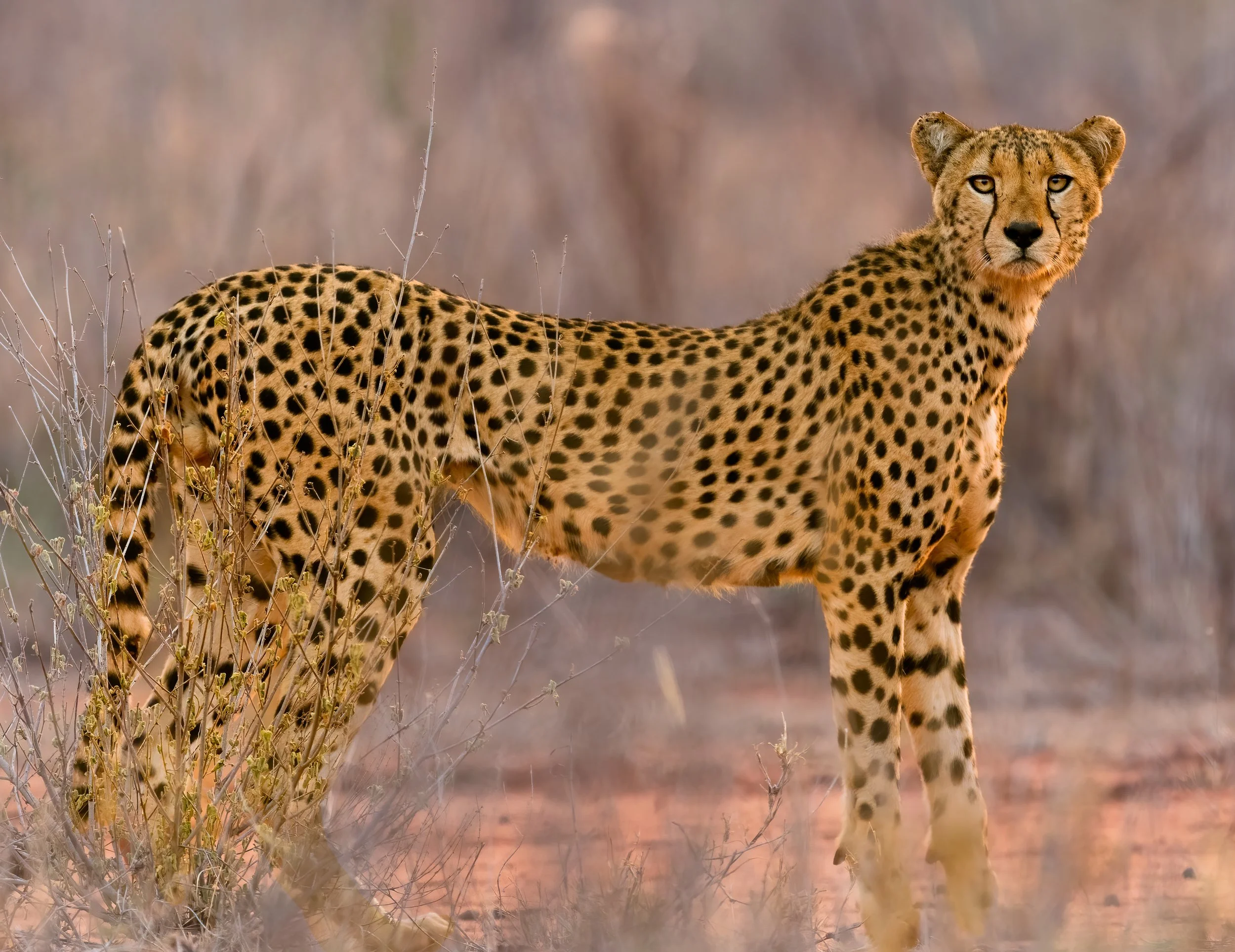 A cheetah standing in dry grass with a blurred background.