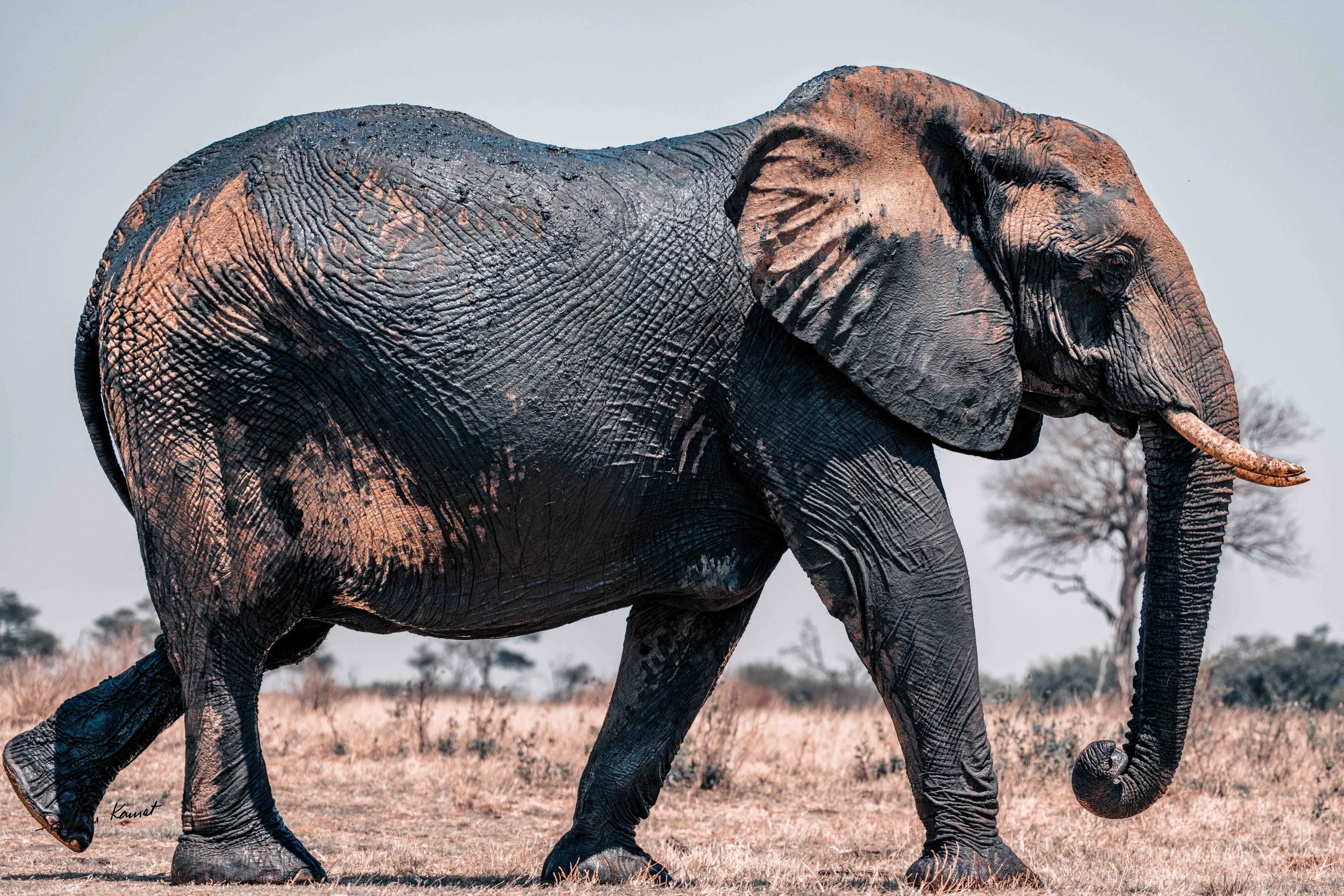 A large adult elephant walking in a dry grassland, with a few trees in the background under a clear sky.