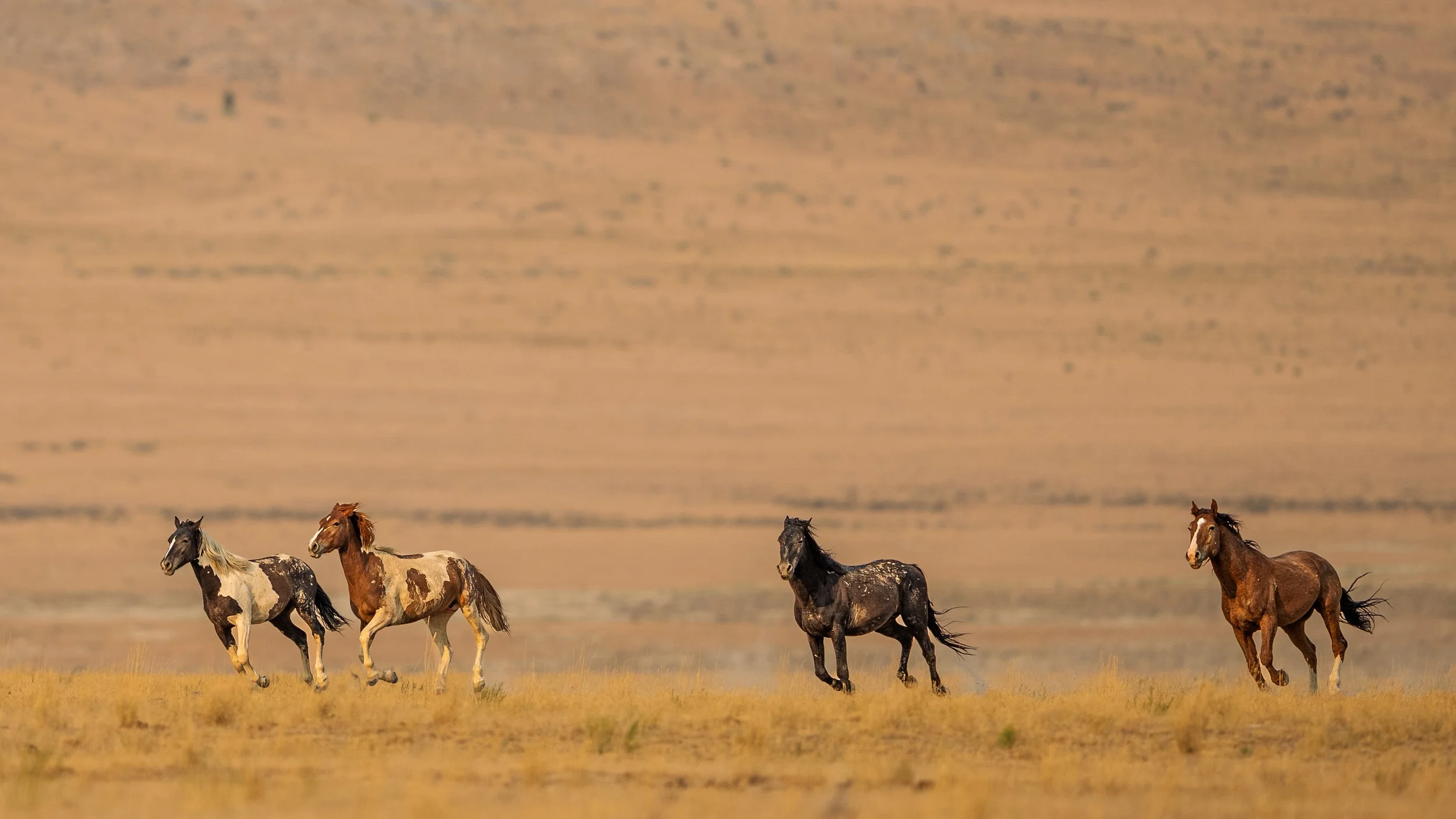 A group of horses running across a vast open plain with a mountain range in the background during sunset.