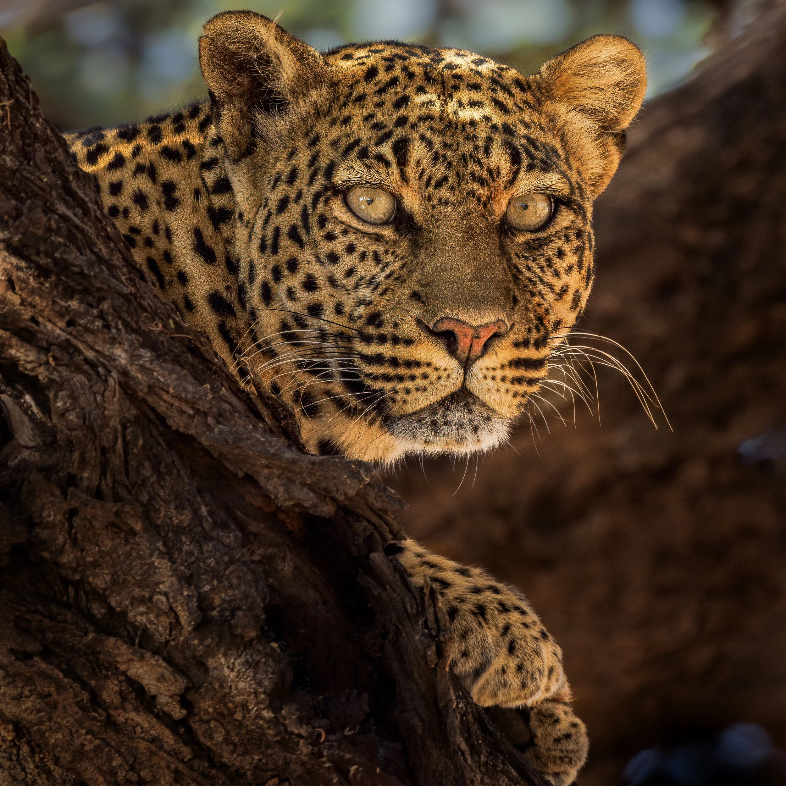 Close-up of a leopard resting on a tree branch, showing its face and part of its body with spotted fur and piercing eyes.