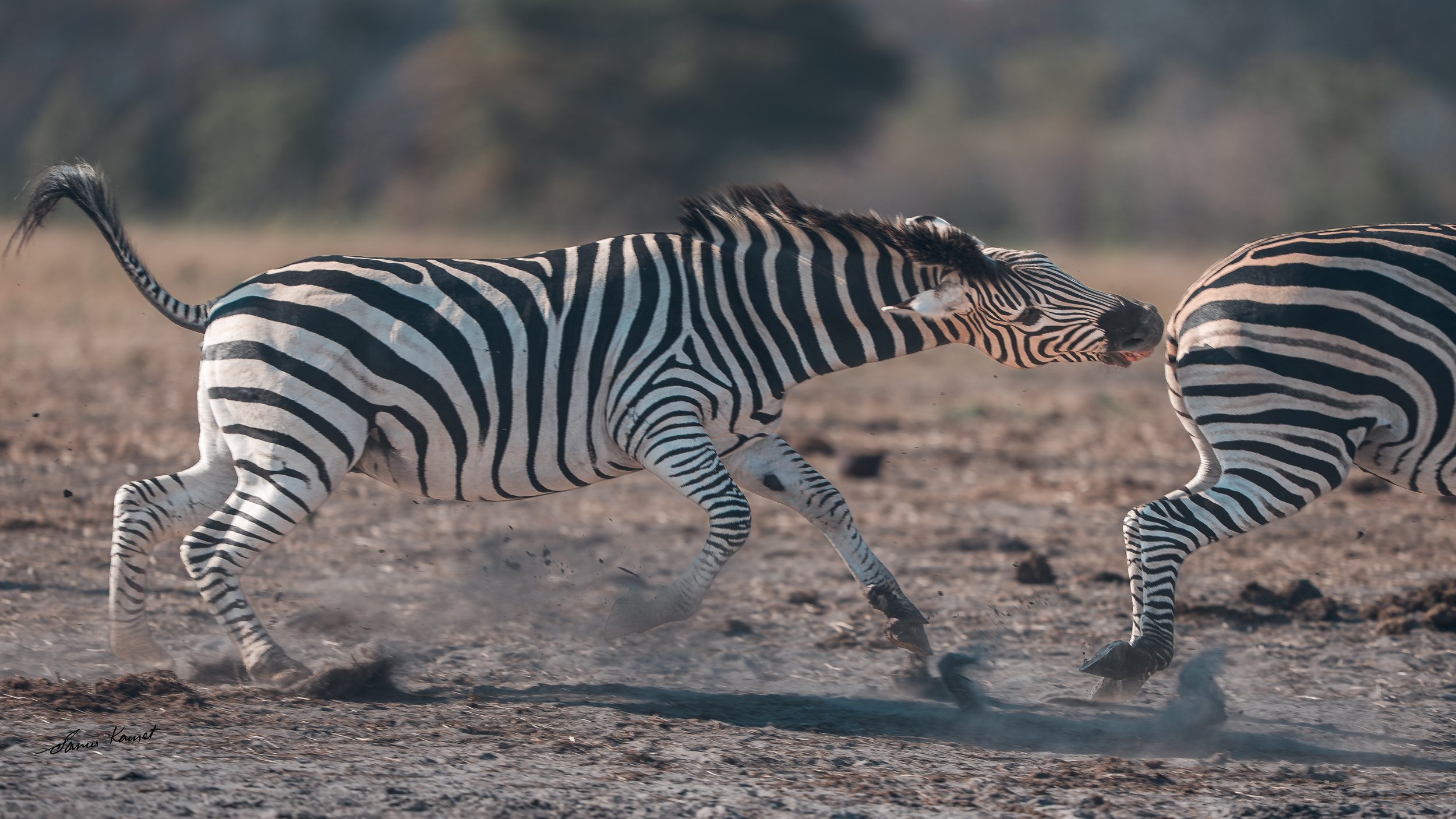 Two zebras running on dirt ground in a natural setting.