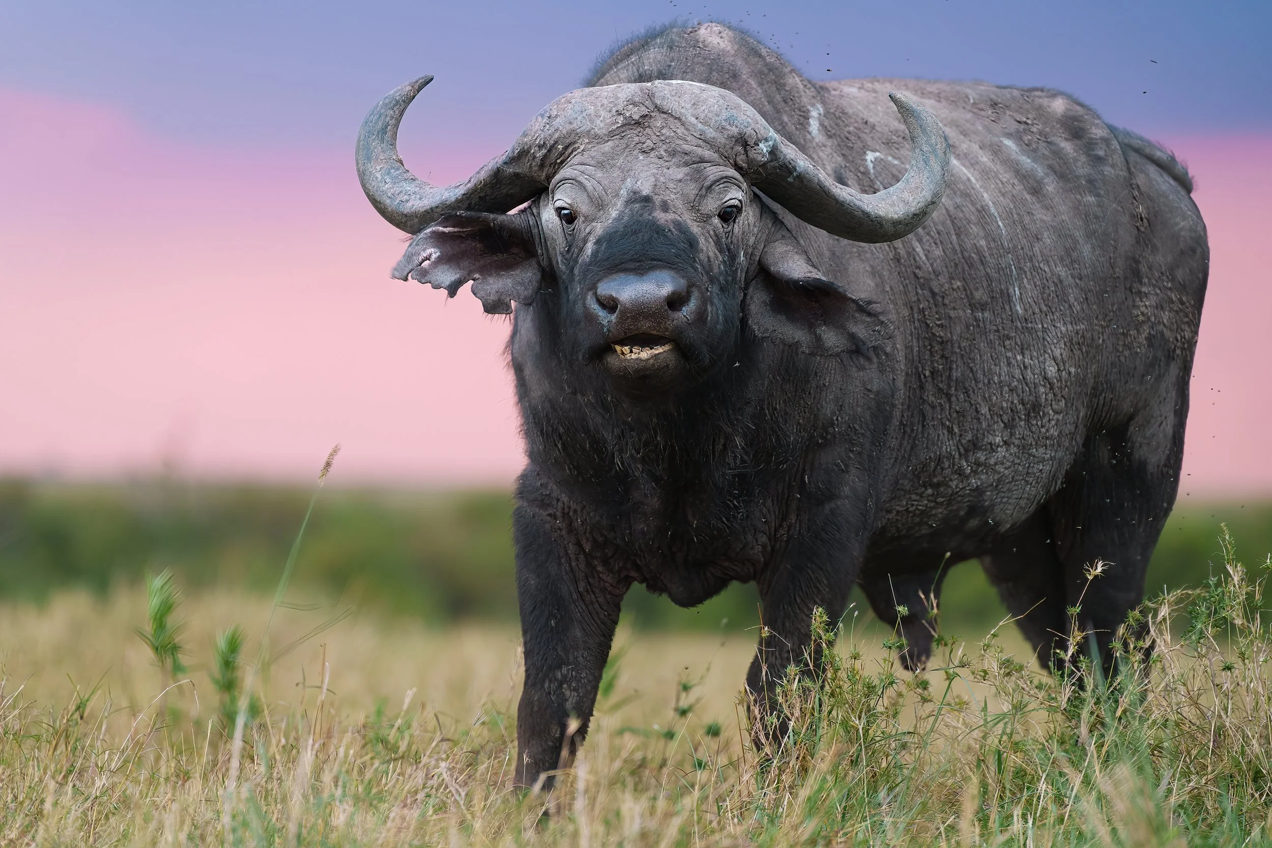 A close-up of a large African buffalo standing in grassy plains with a pink and blue sky in the background.
