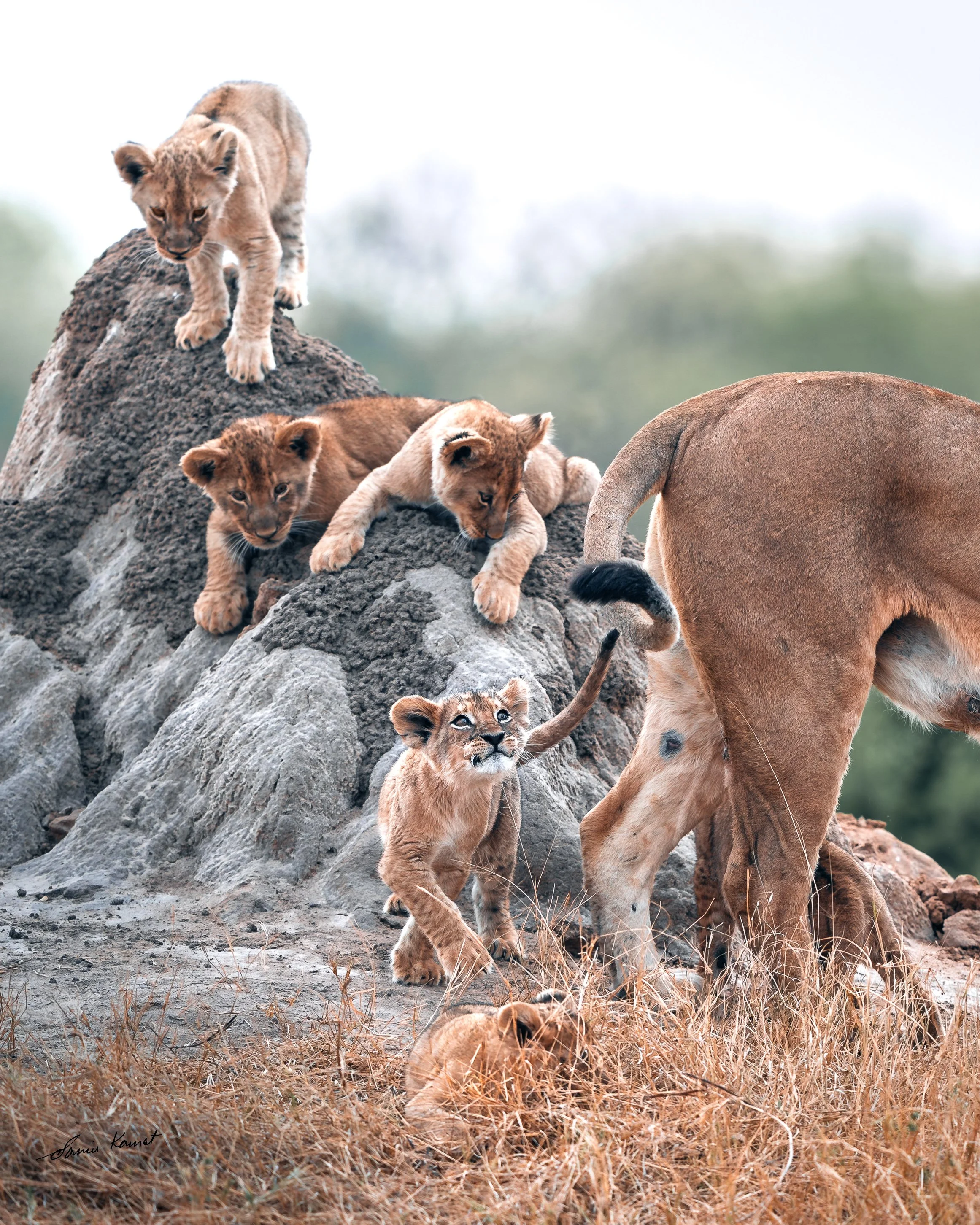 A group of lion cubs exploring on rocky terrain with a lioness standing nearby in a grassland setting.